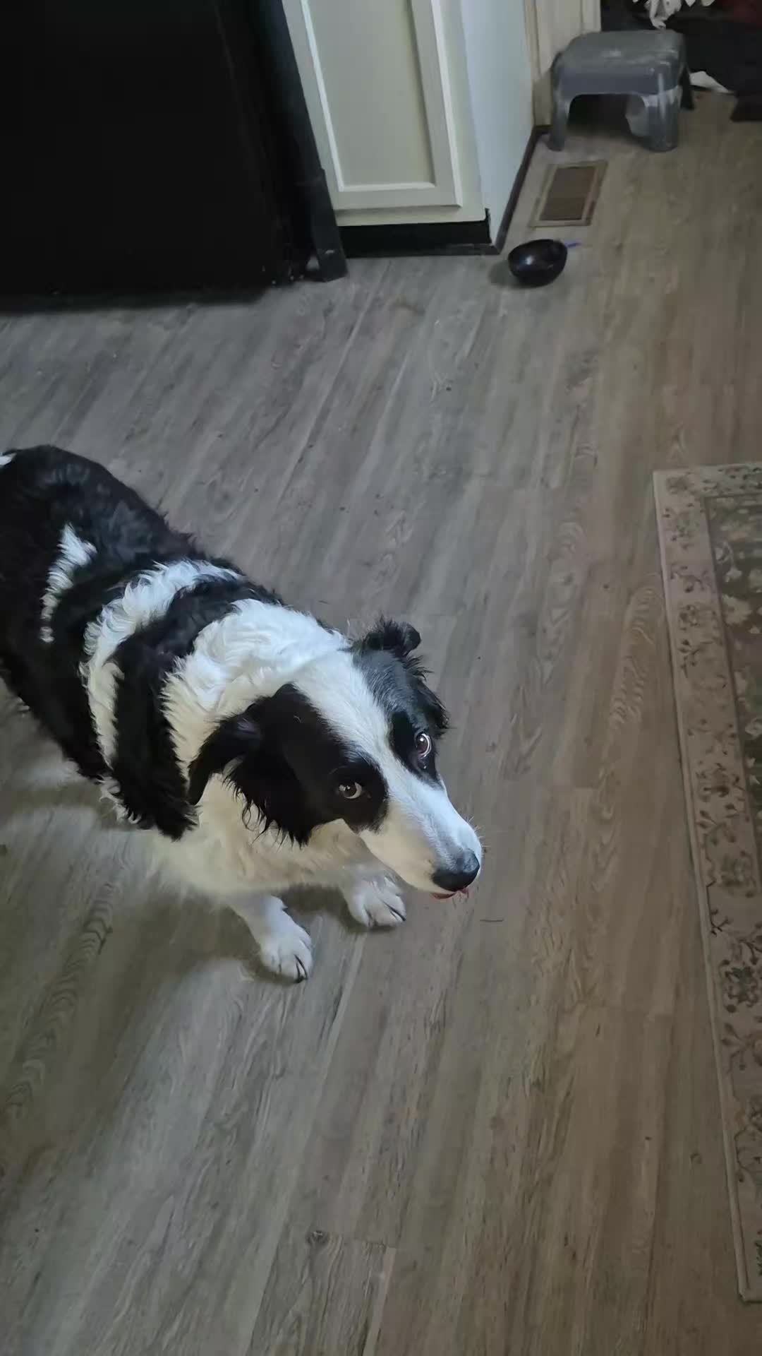 @Graciedogshuman