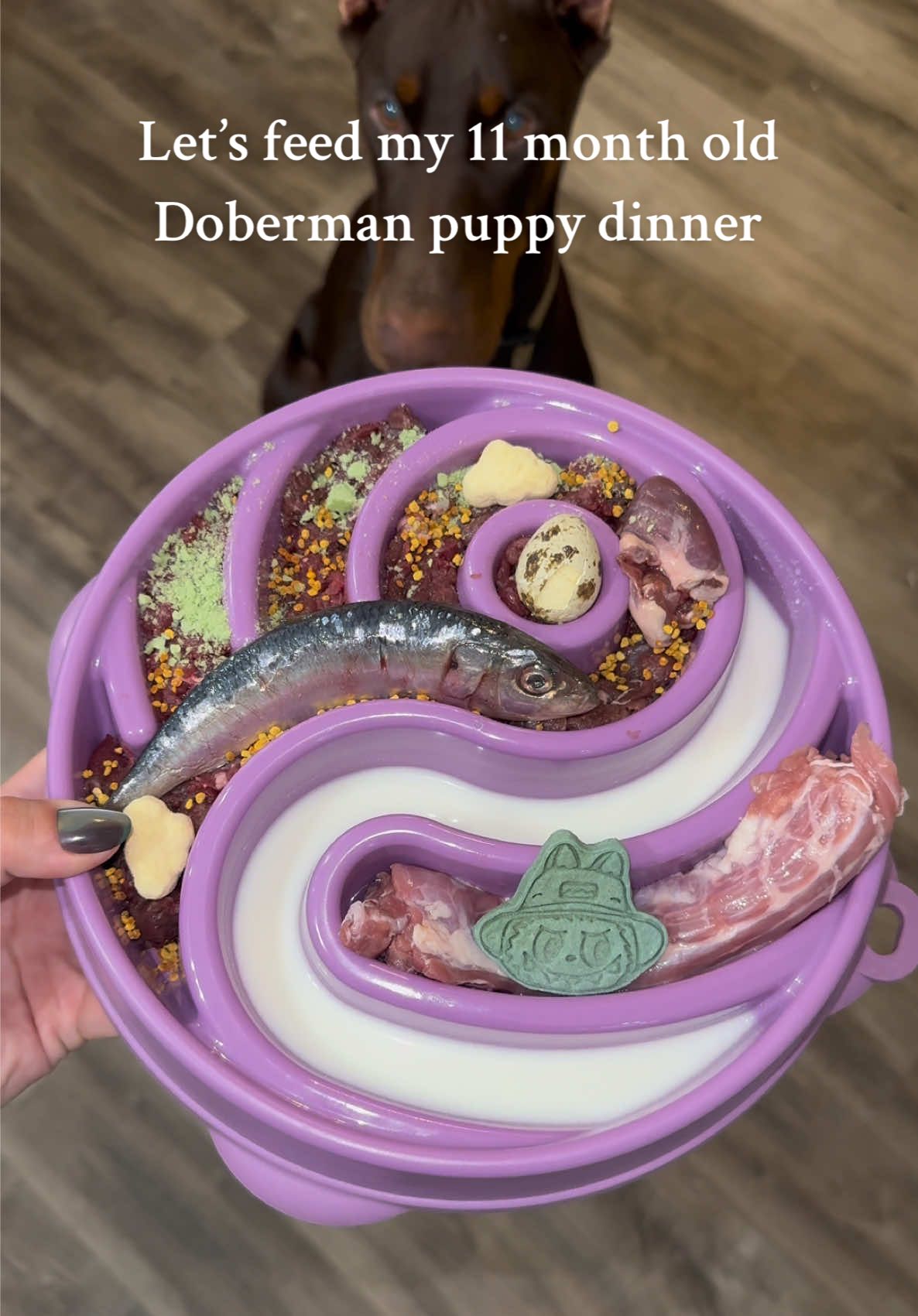 @Nala the Doberman