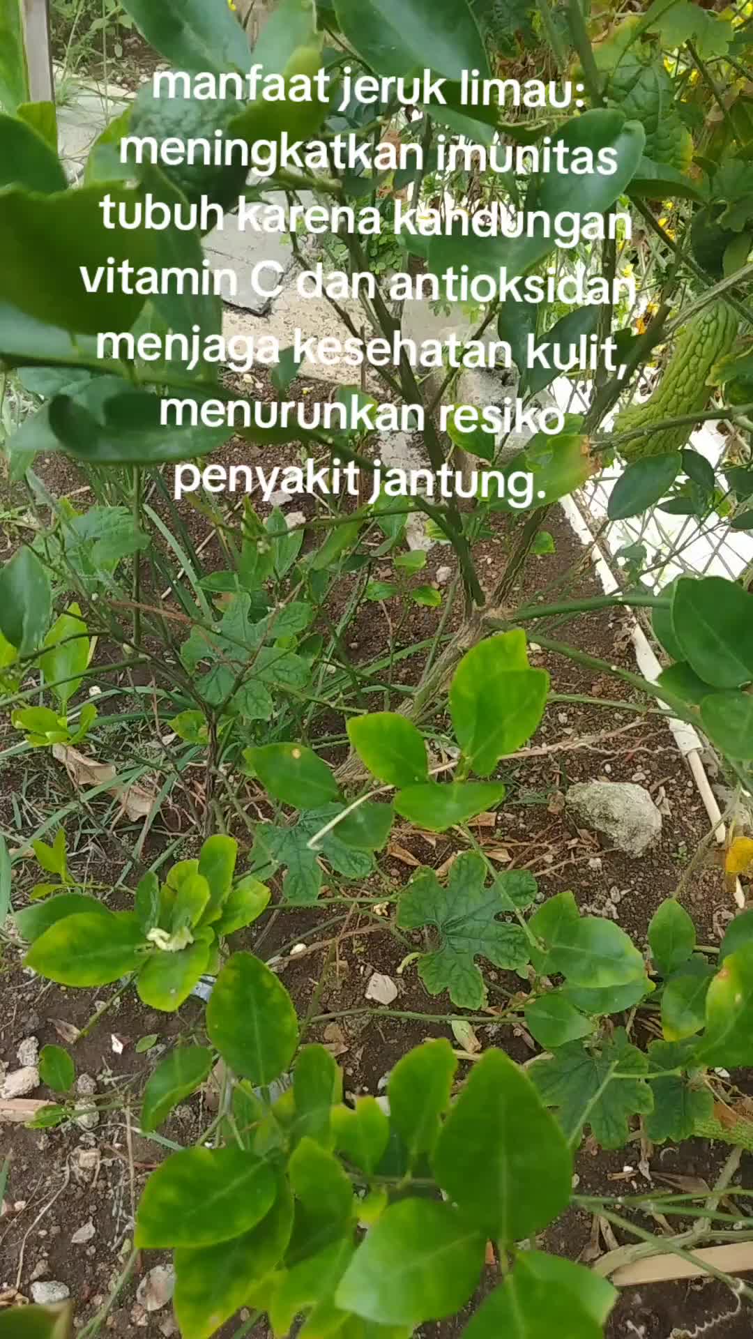 @reny glamur