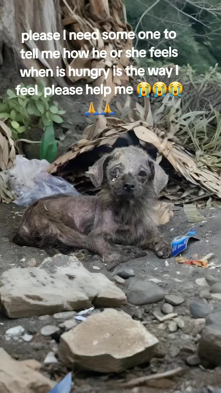 @Pet-Land-Rescue-Organization