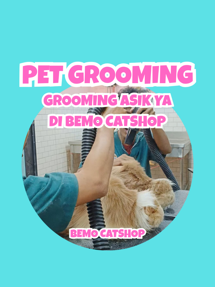 @Bemo Catshop
