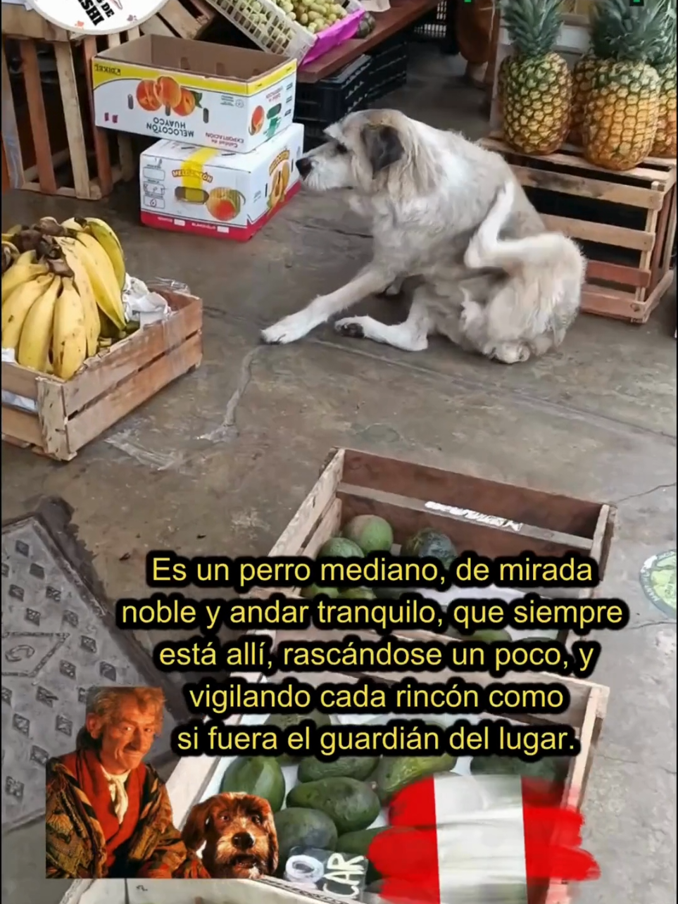 @Perritos Voladores