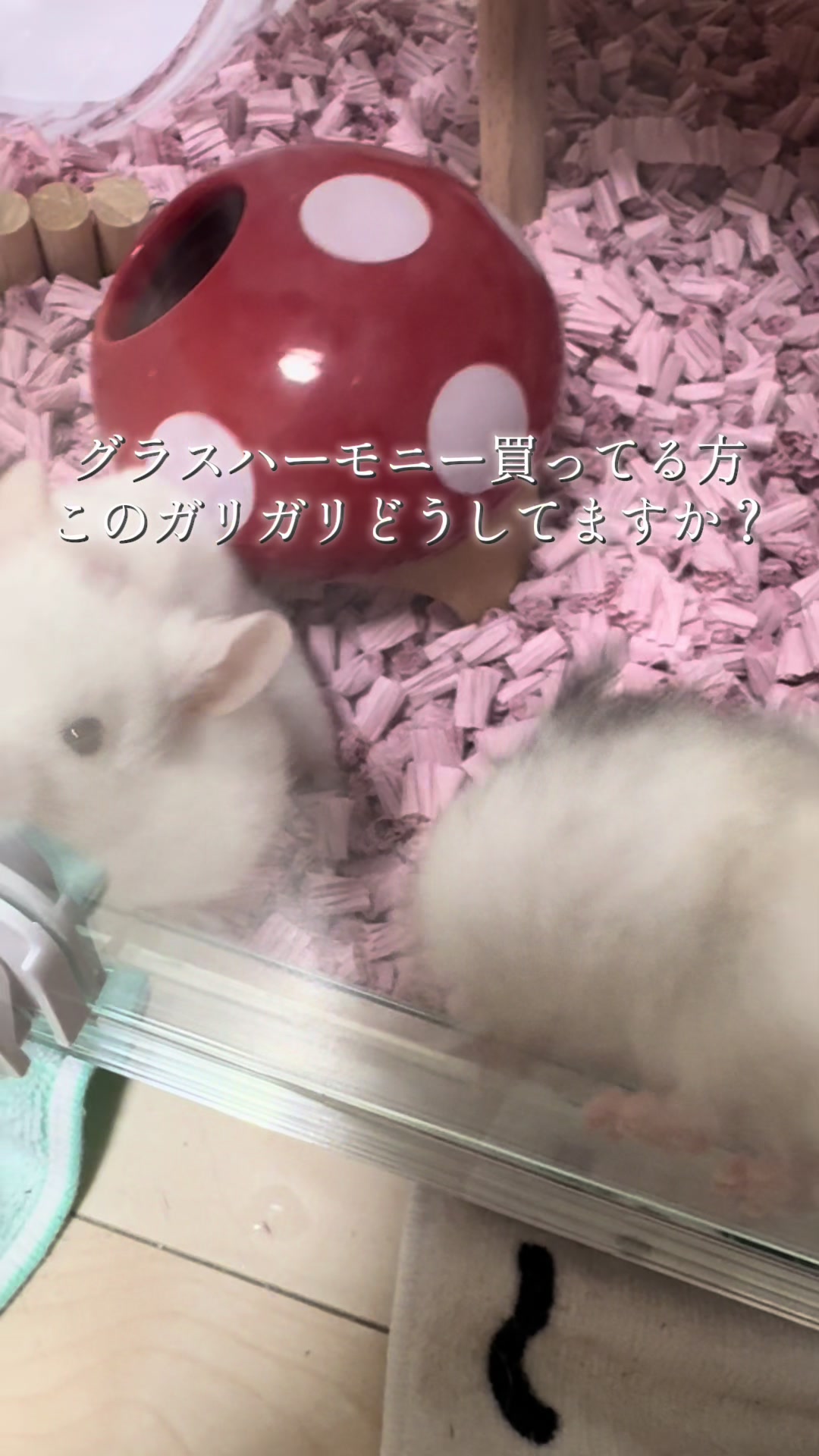 @田舎のネズミ