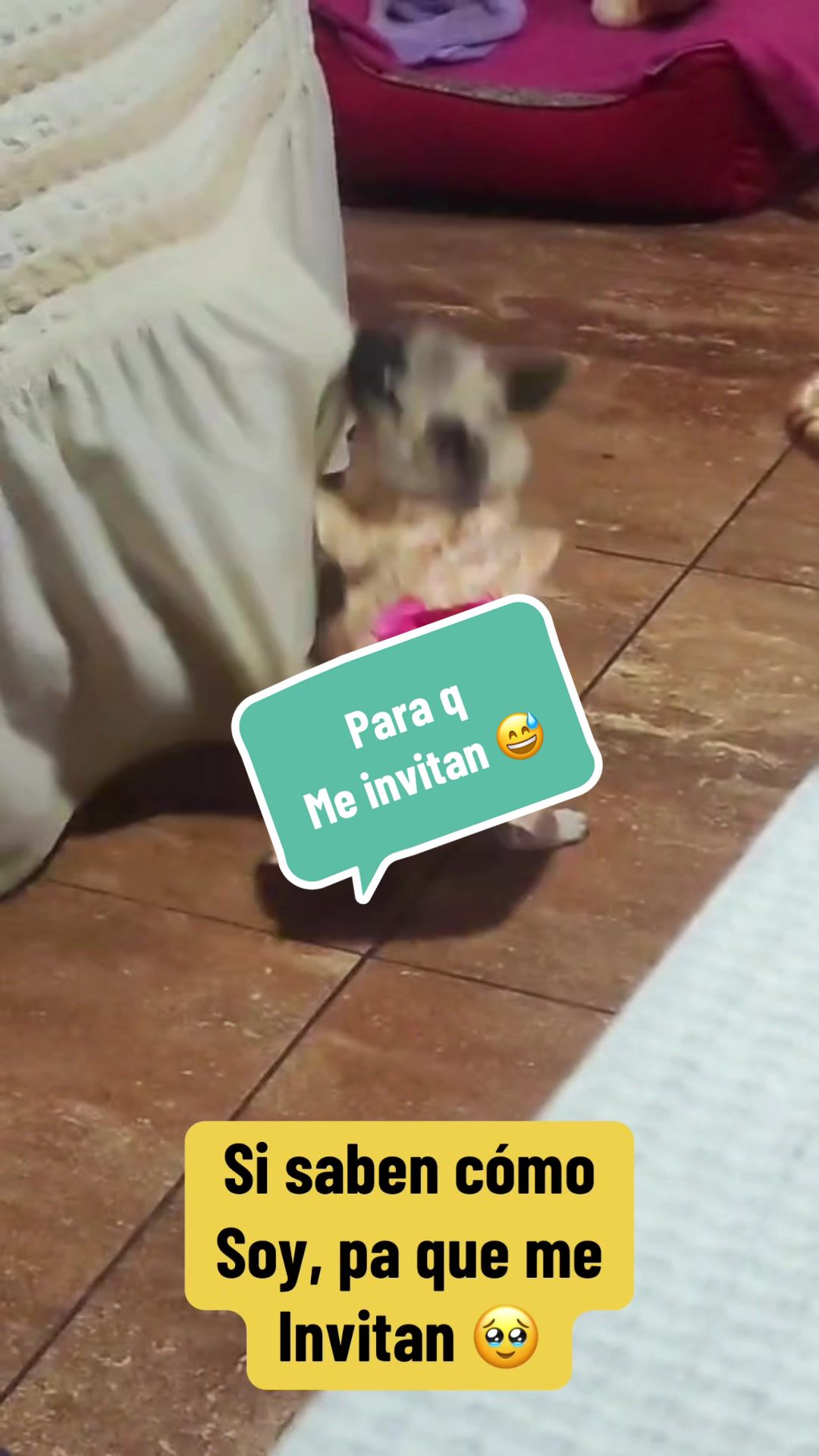 @Babypug