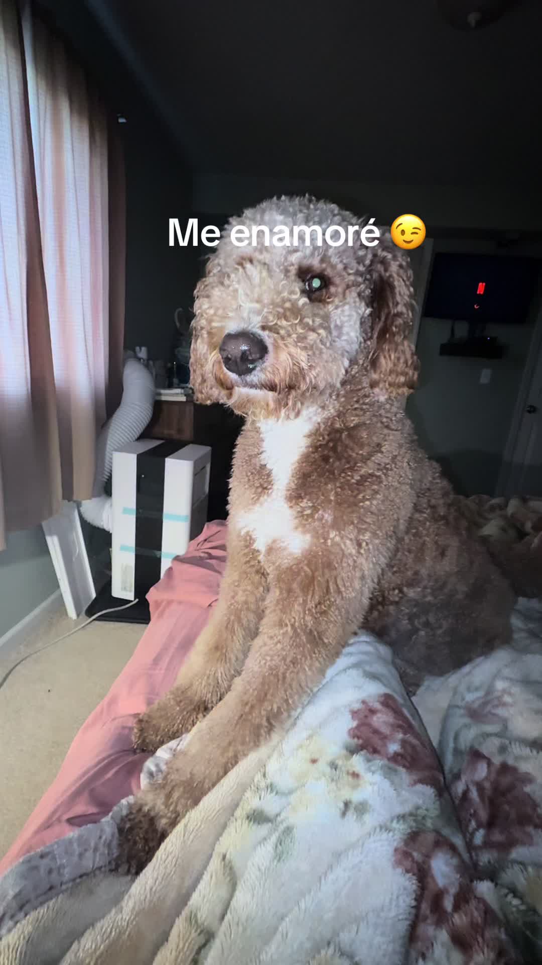 @Reyna y Churro 🐶😍
