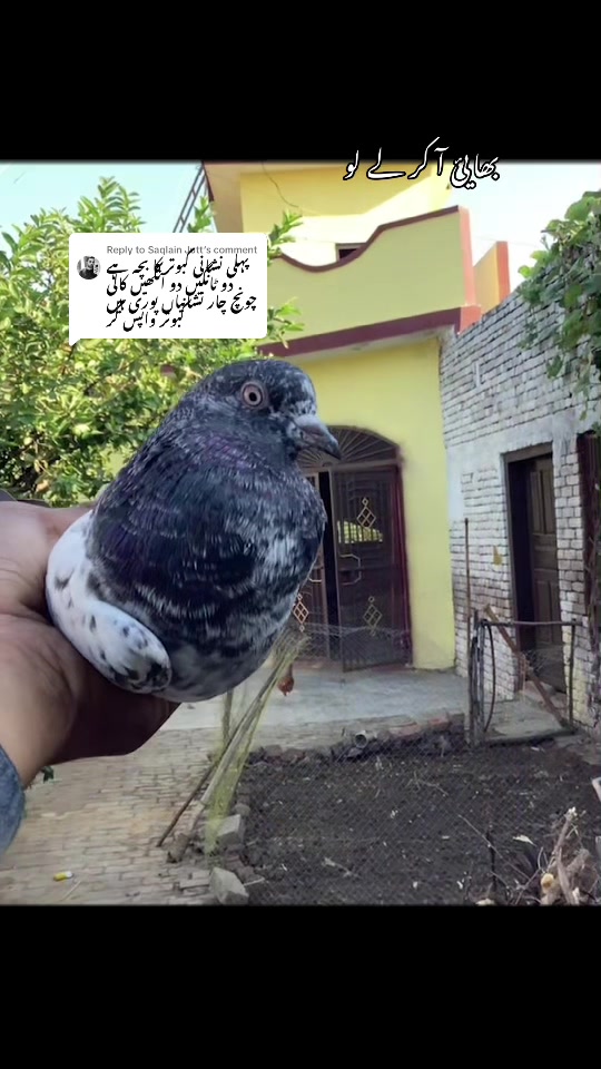 @hassnani68