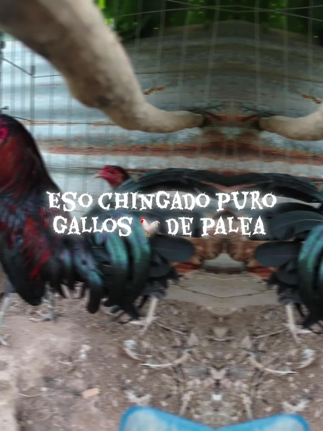 @Tio borachales515