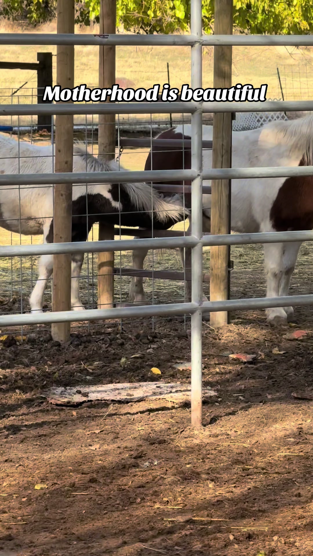 @Hot Sauce the Mini horse 🐎