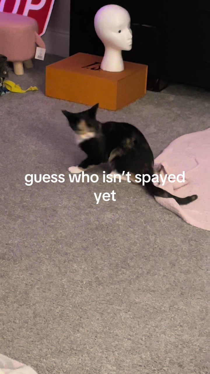 @bkdkcats