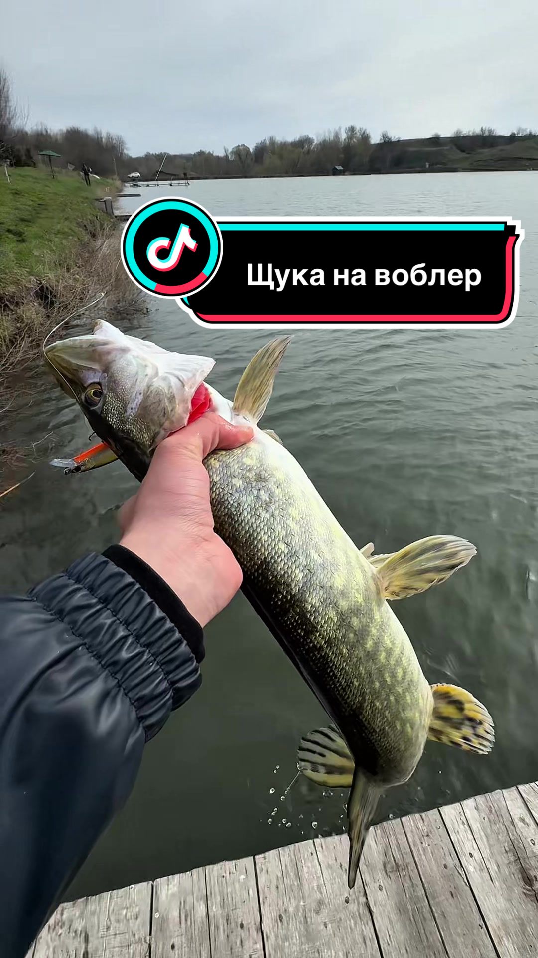 @𝗧𝗚.𝗗𝗬𝗫𝗙𝗜𝗦𝗛🎣