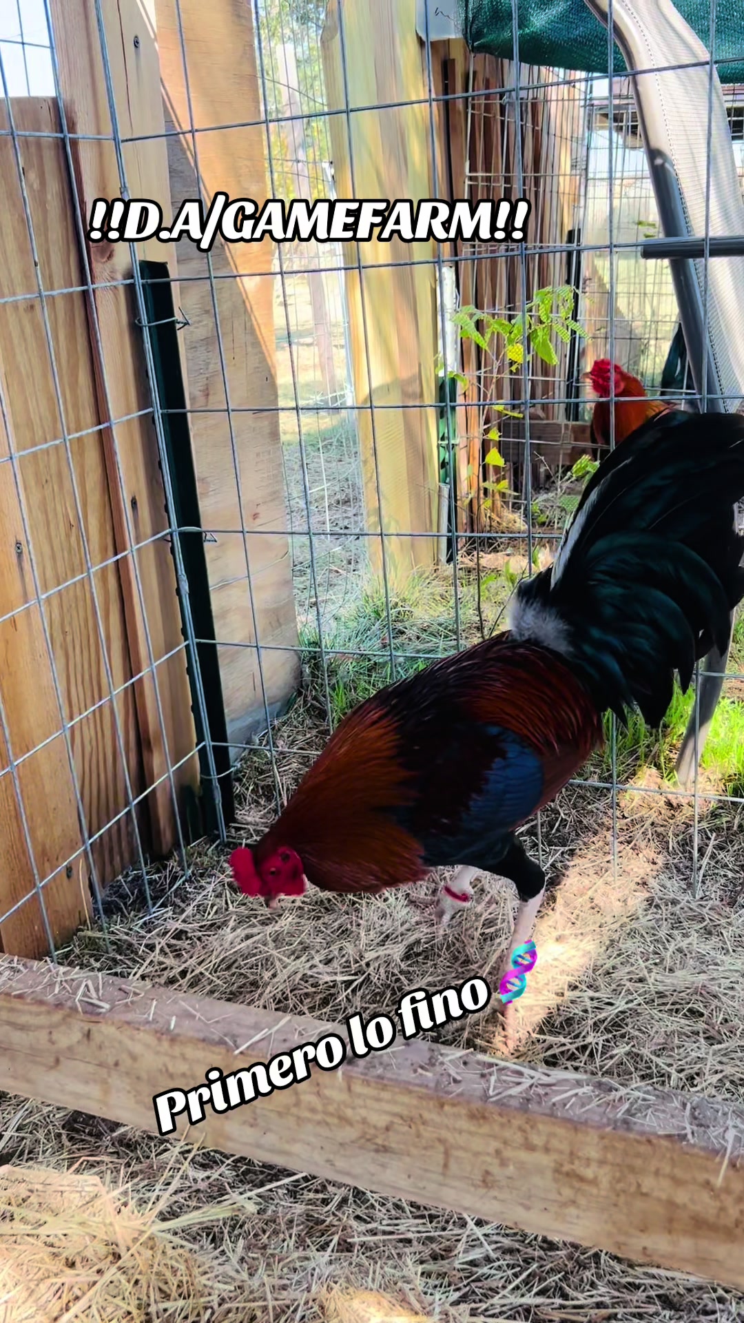 @DAgamefarm