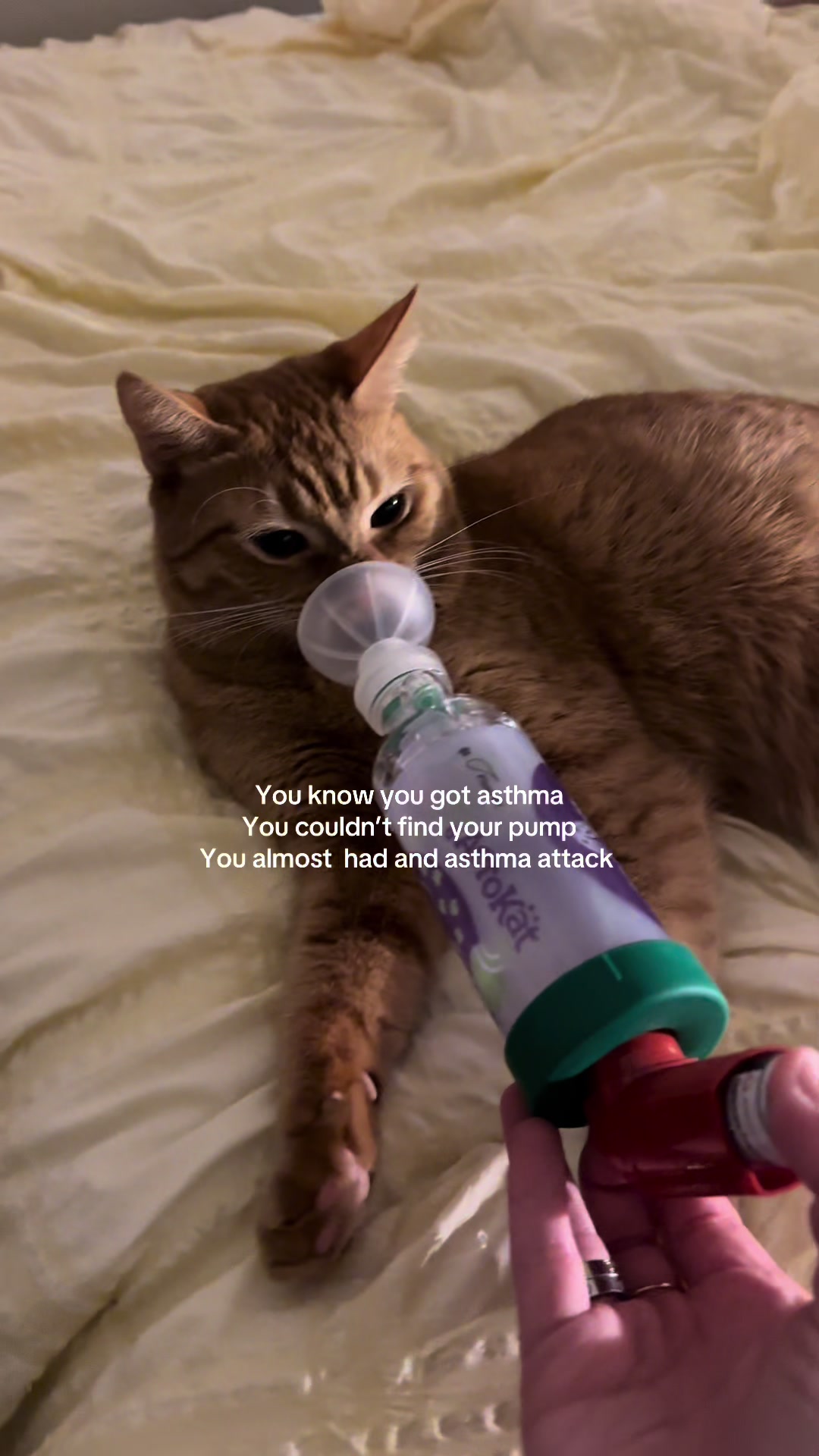 @🐈