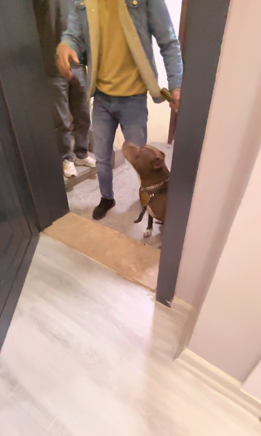 @Diva Pet Kuaf&ouml;r Ankara