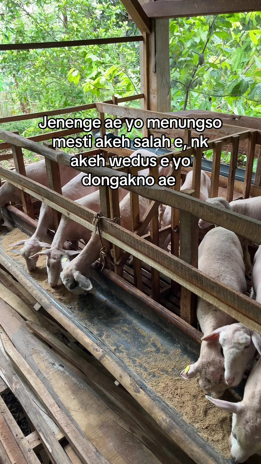 @DhanniaFarm