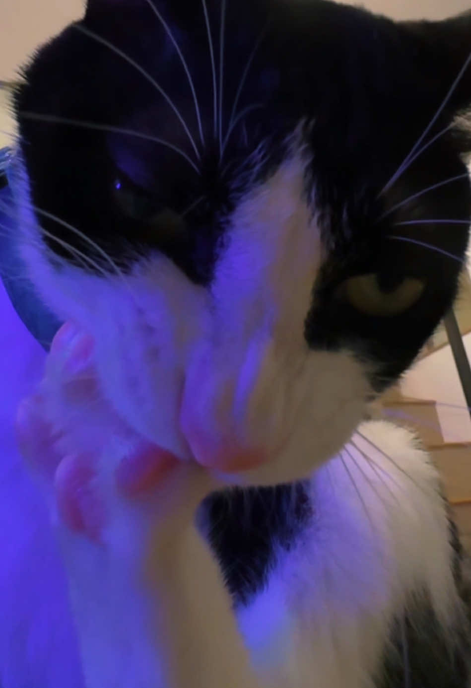 @Licking Cat