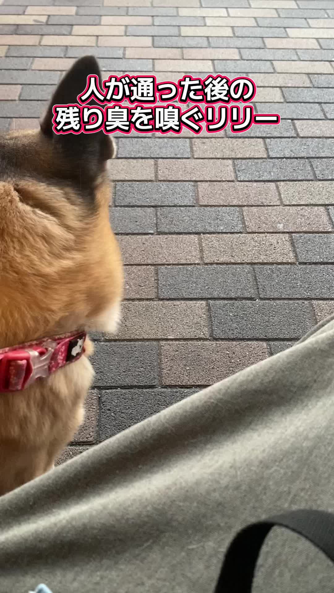 @島犬リリーのtikdog