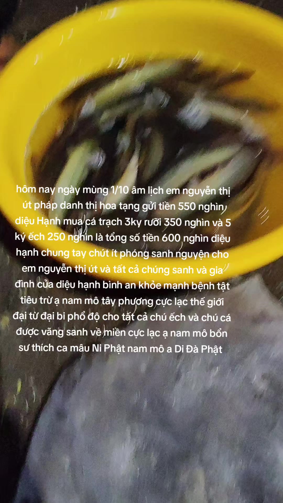 @nh&oacute;m TN diệu hạnh TQ v&agrave; VN