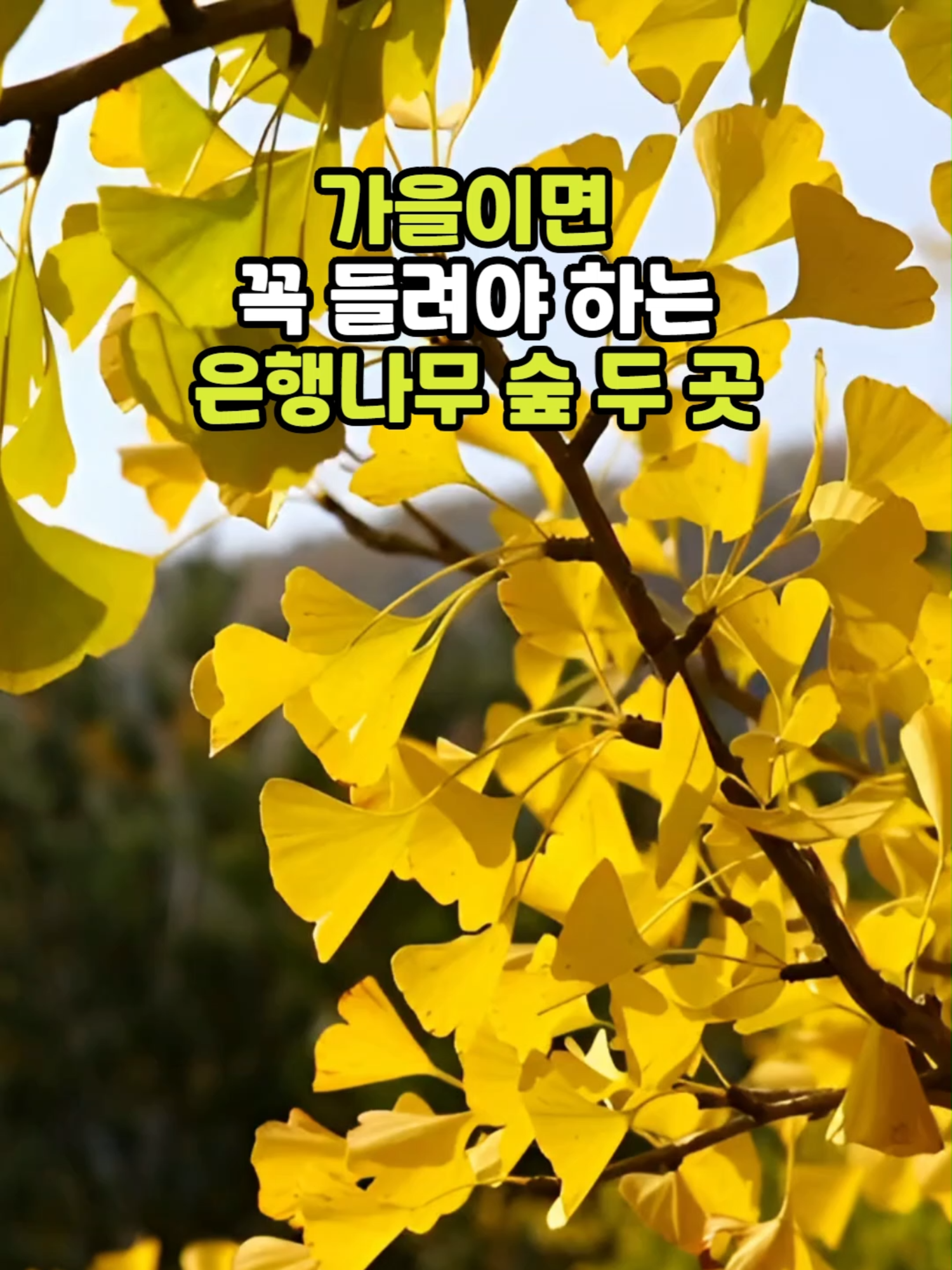 @꽃노리