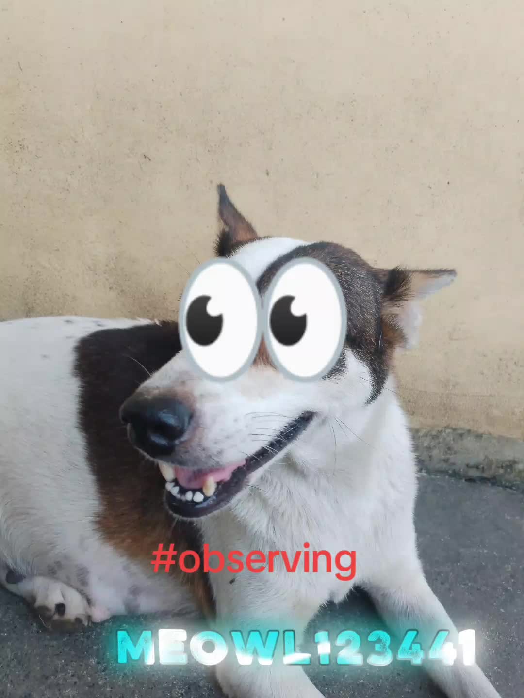 @dog