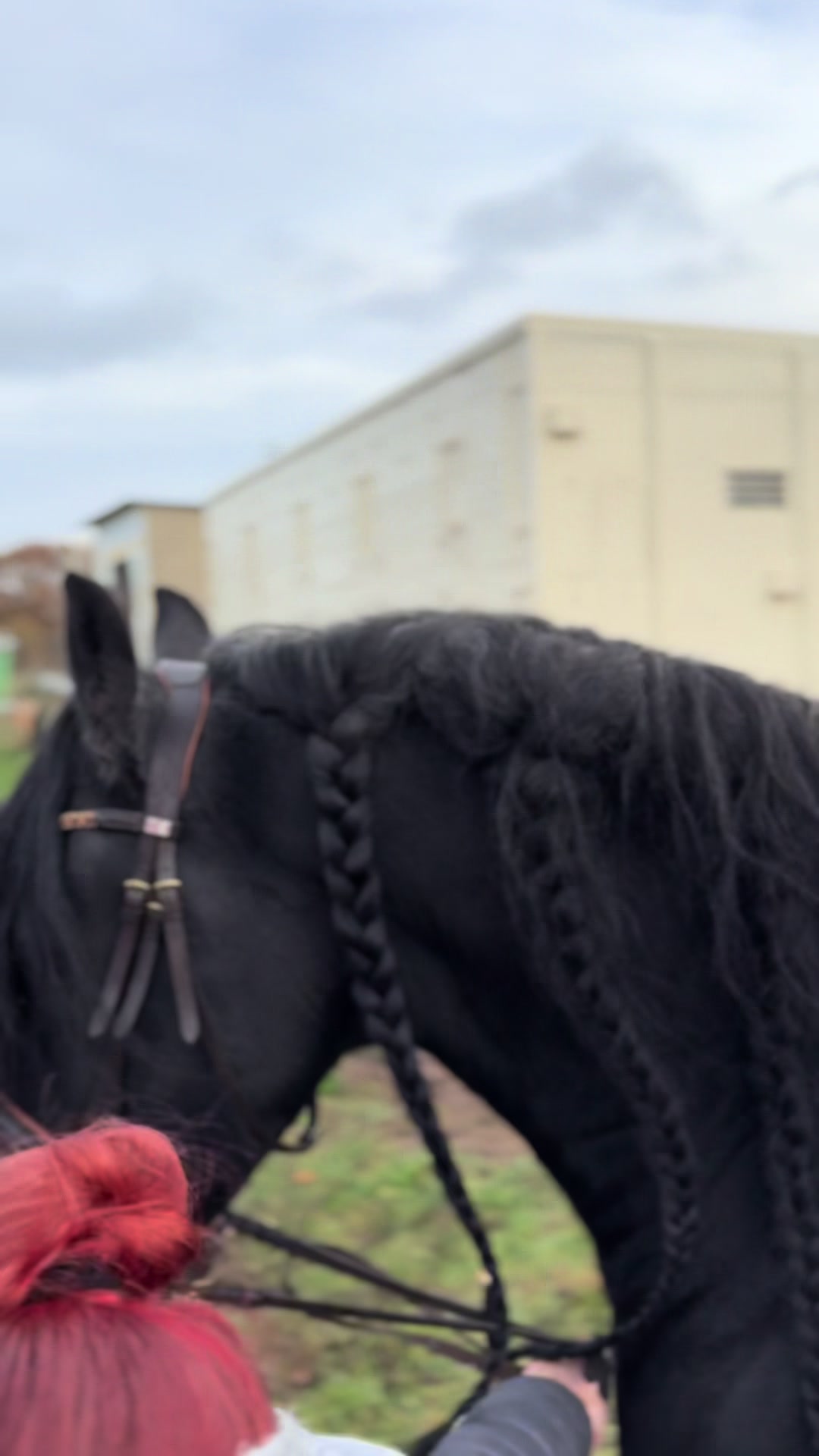 @Horses