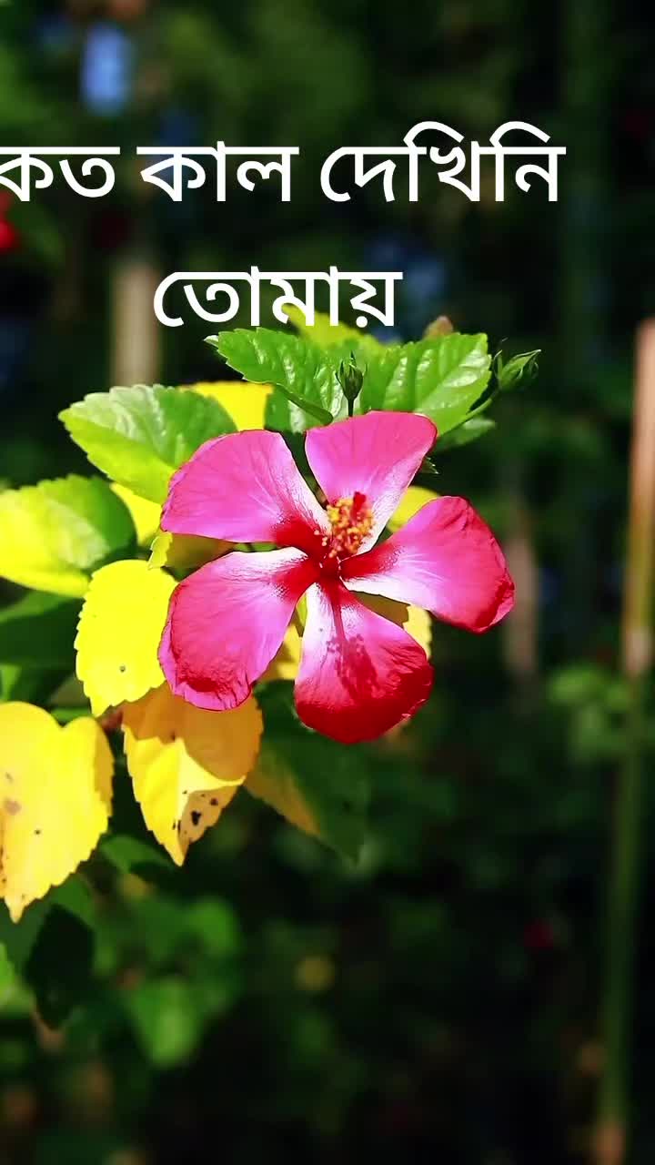 @MD al Amin howlader