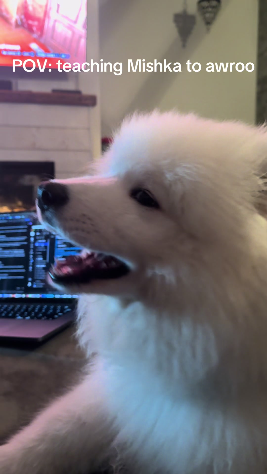 @Mishka the Samoyed