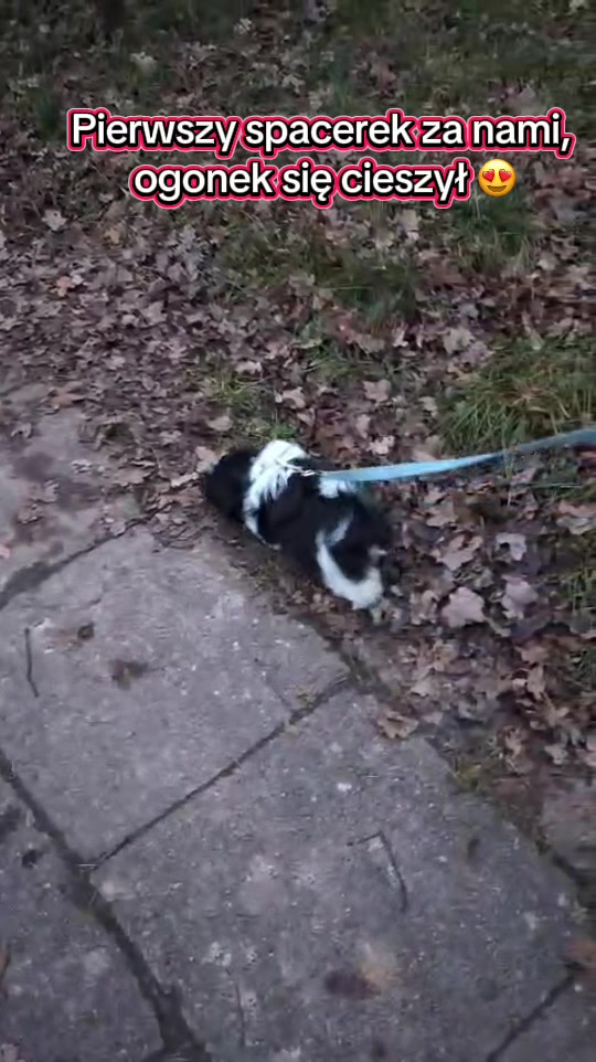 @Cleo shih-tzu