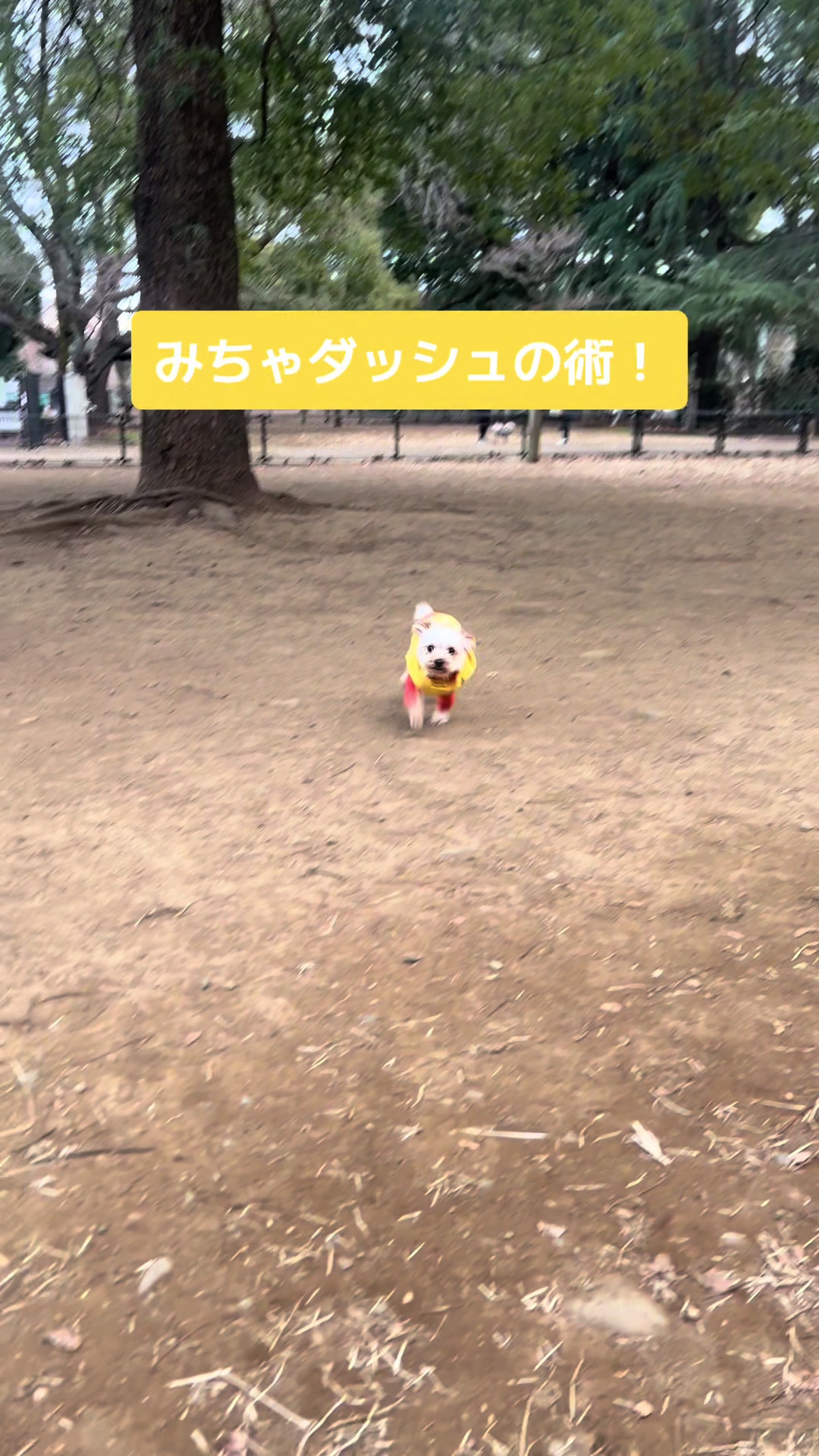 @みちゃよも🐶🐱