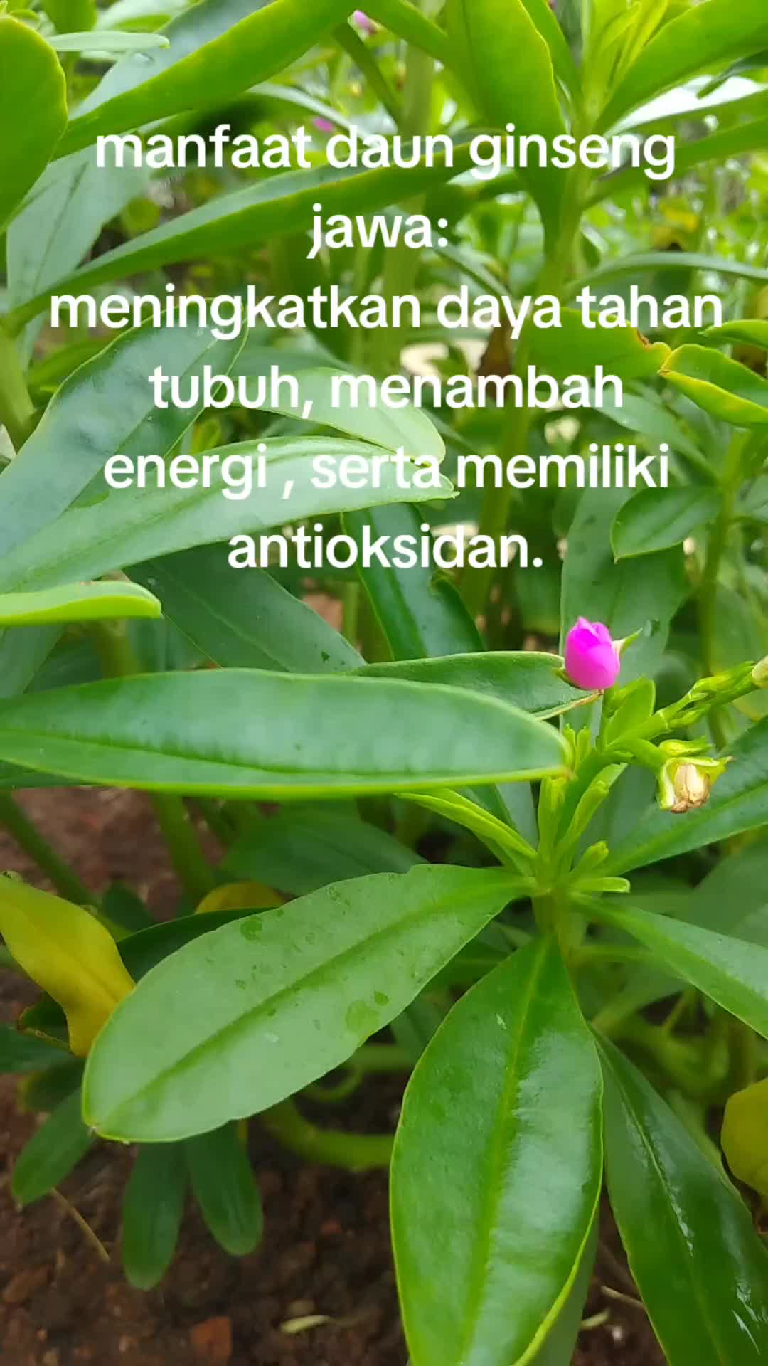 @reny glamur