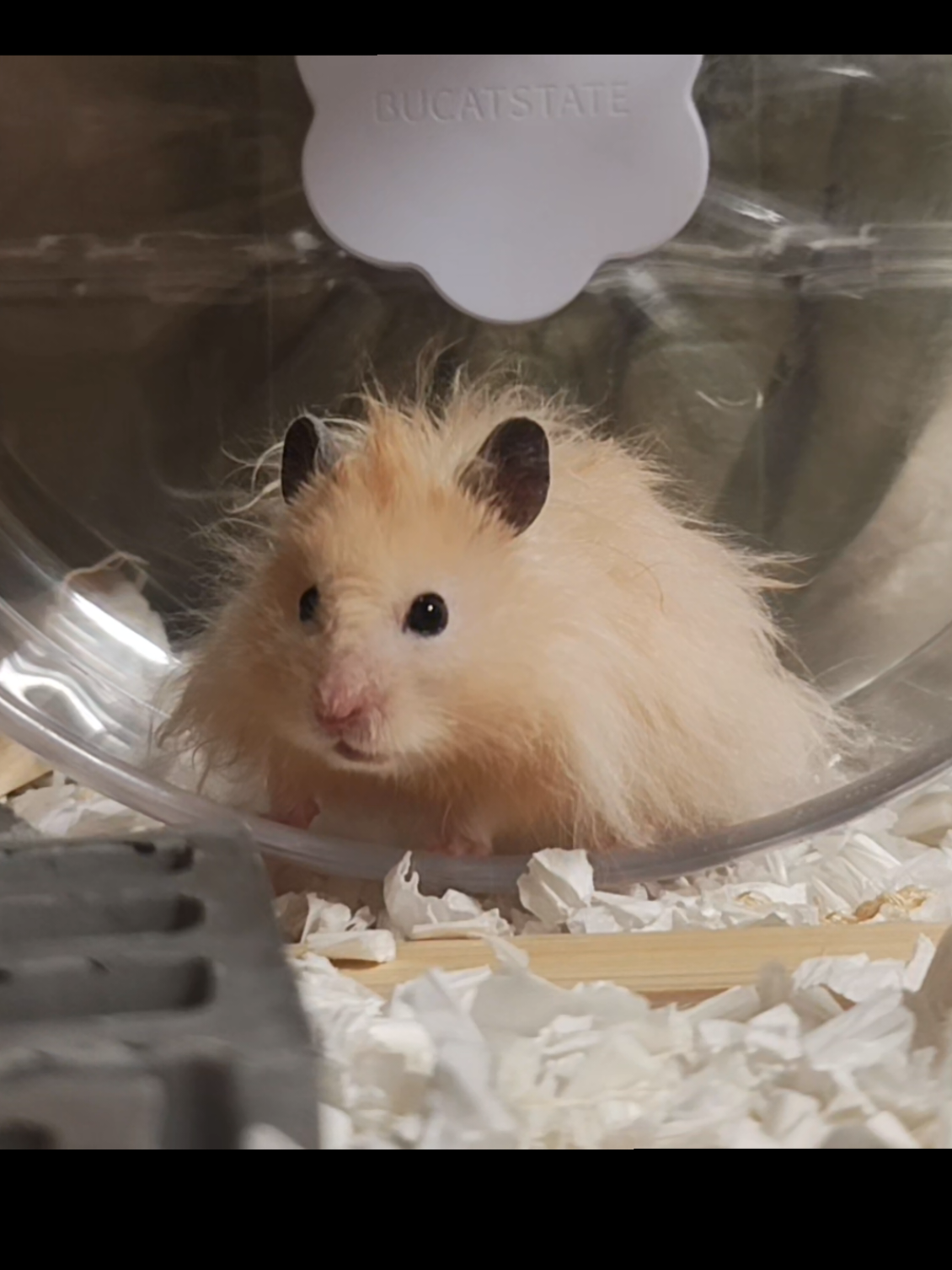 @モチキン🐹