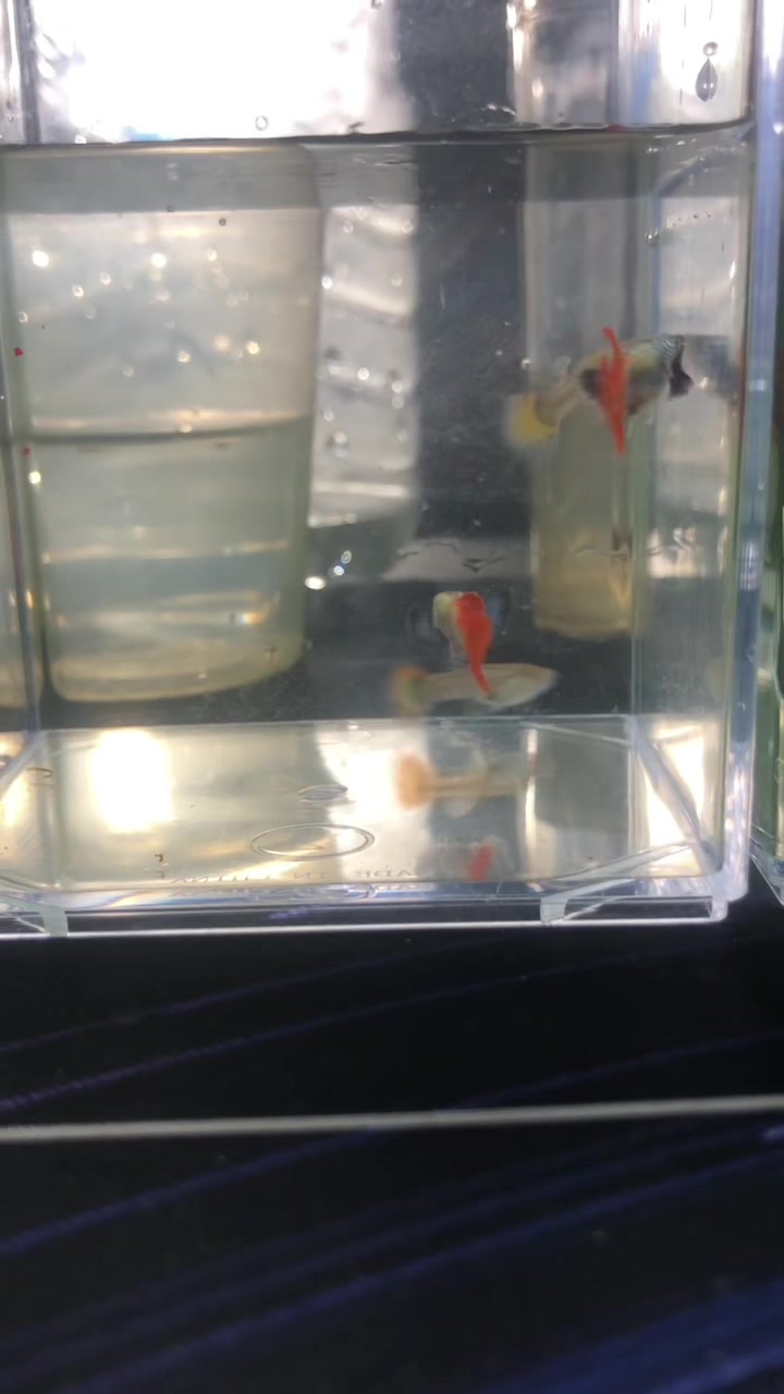 @RULL GUPPY??