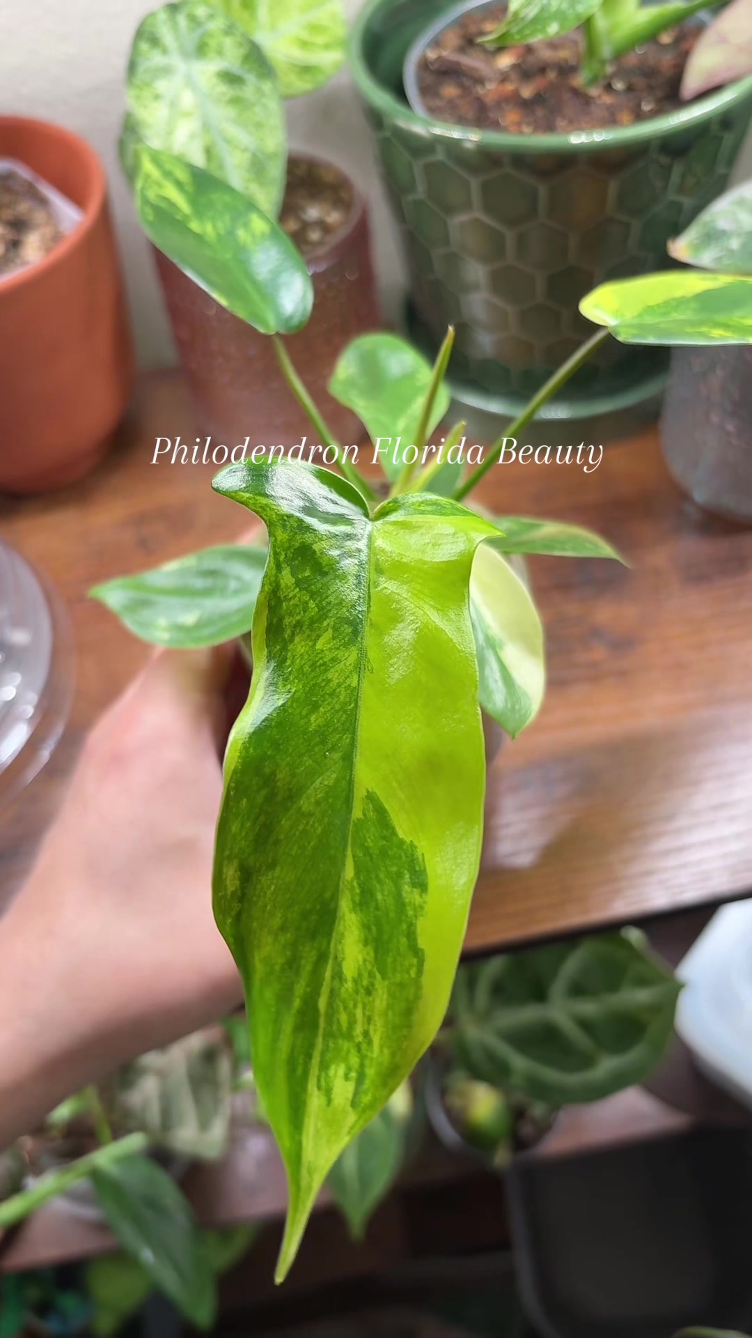 @Plant Girly Erin 🌱💚