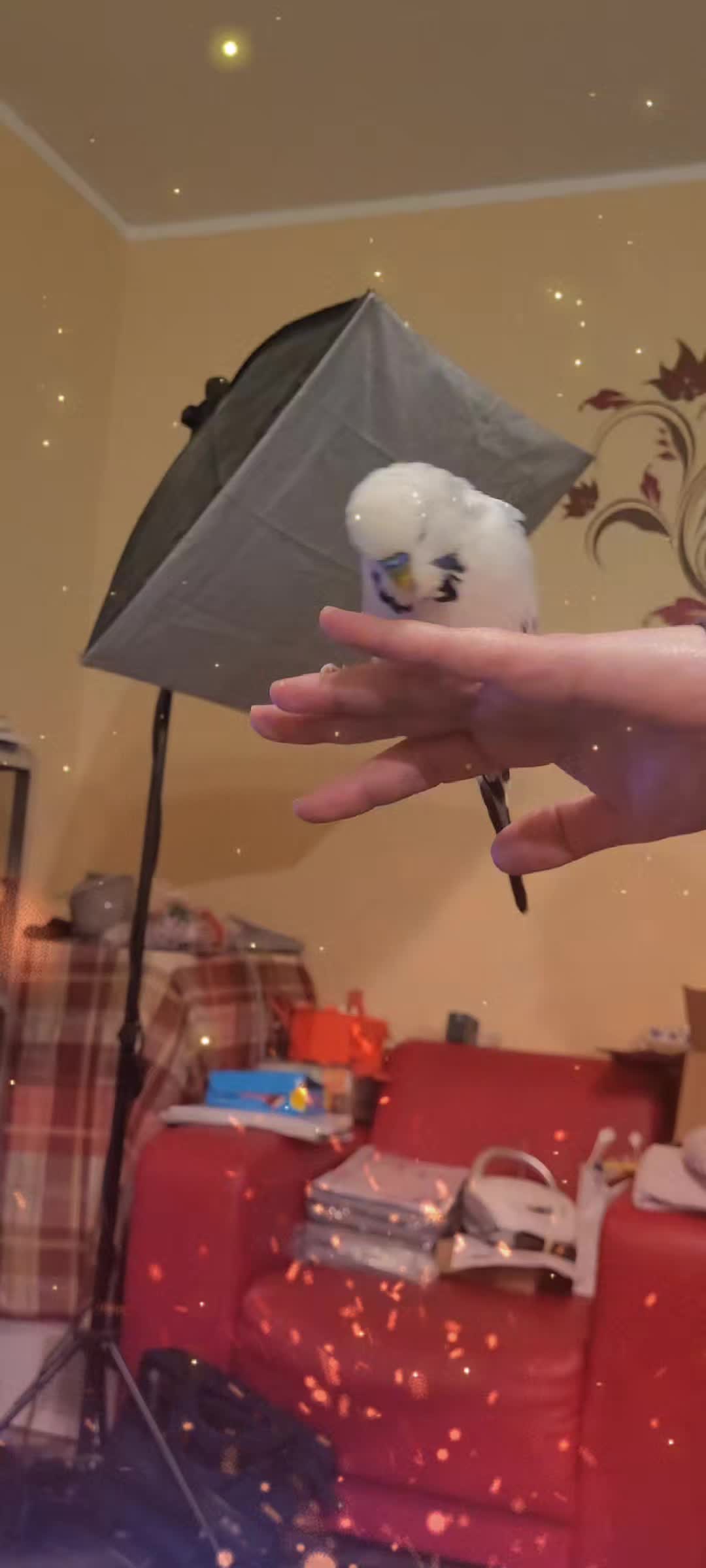 @Taha the Budgie