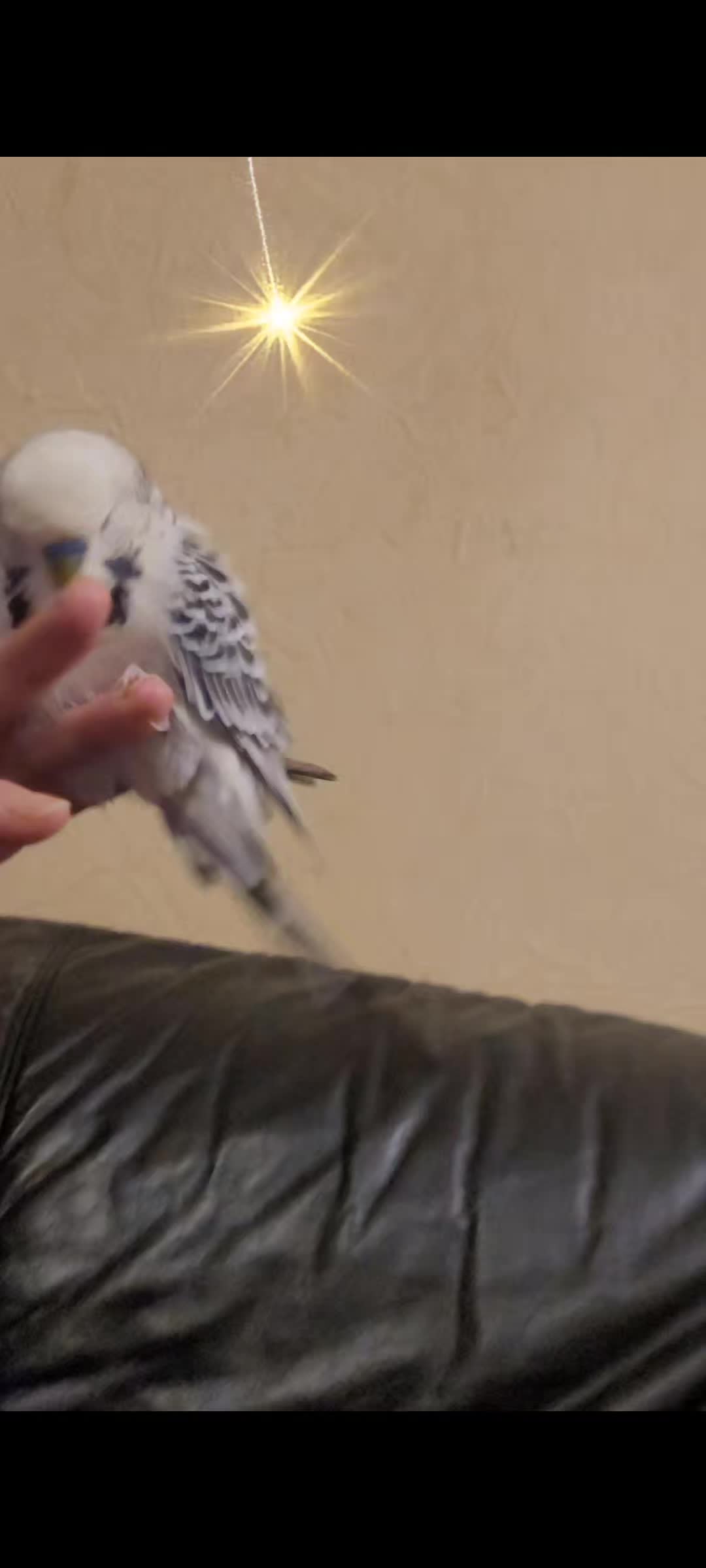 @Taha the Budgie