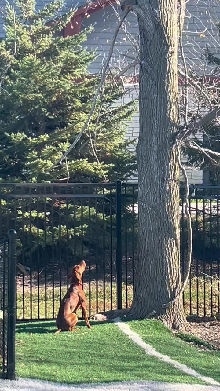 @Wiggle butt