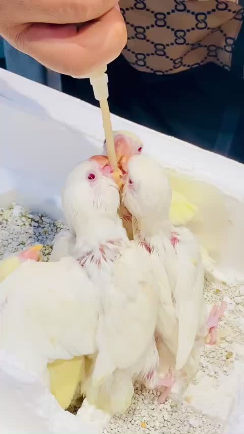 @ANlMAL HOUSE متجر