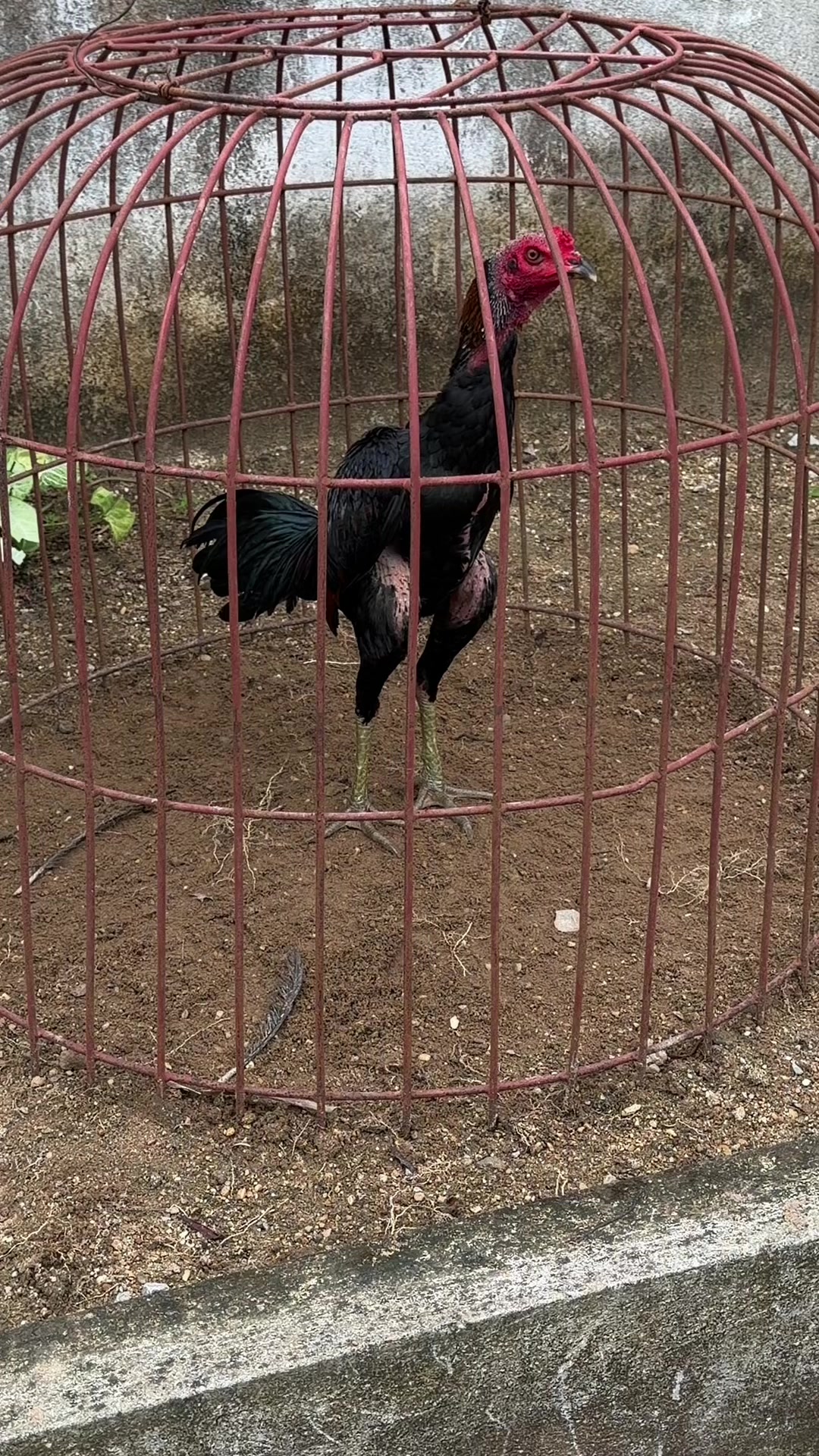 @Quốc kh&aacute;nh