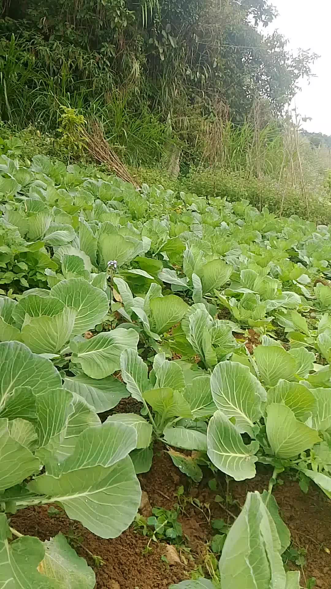 @s&aacute;ng
