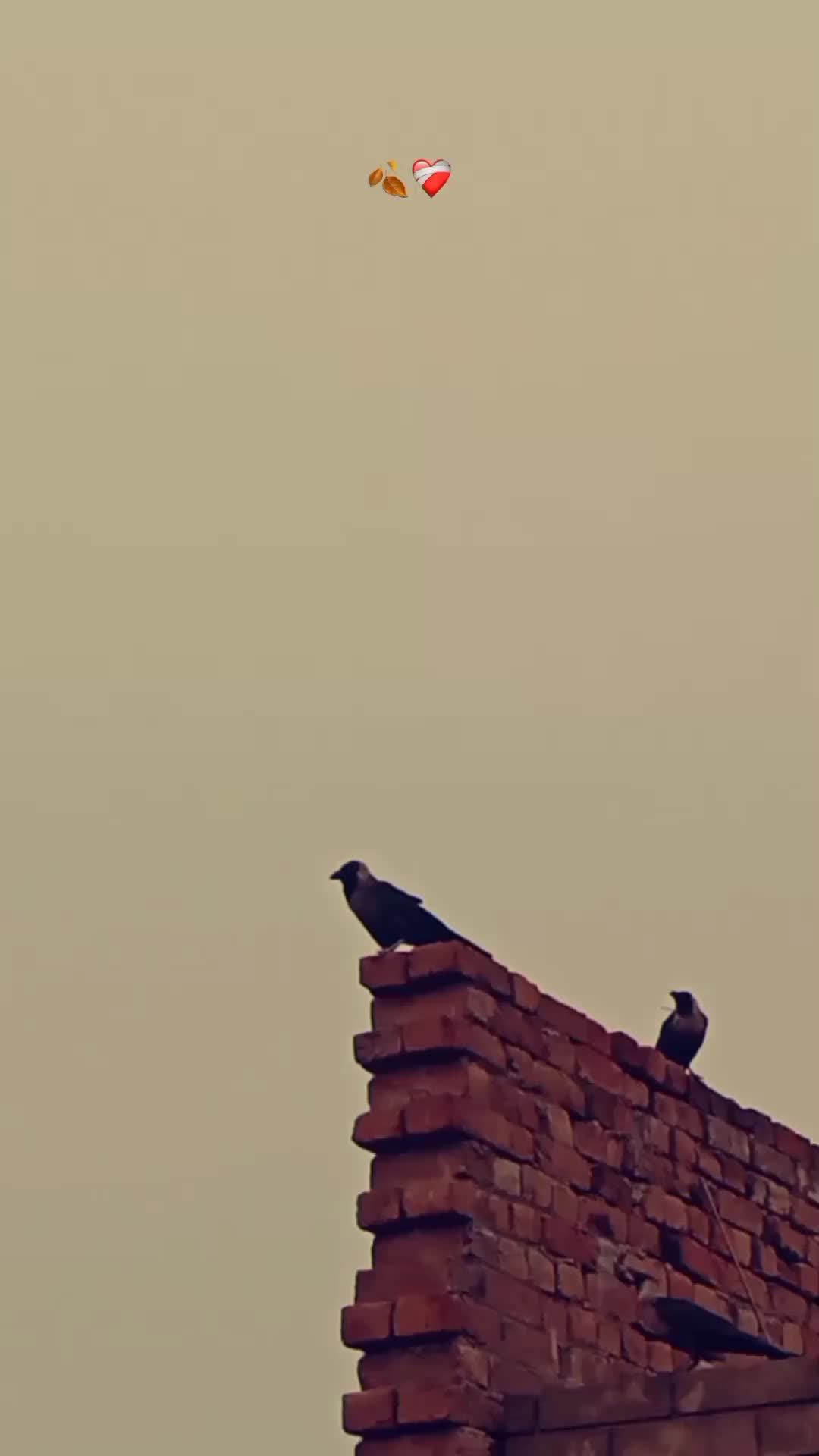 @❤️&zwj;🔥🕊