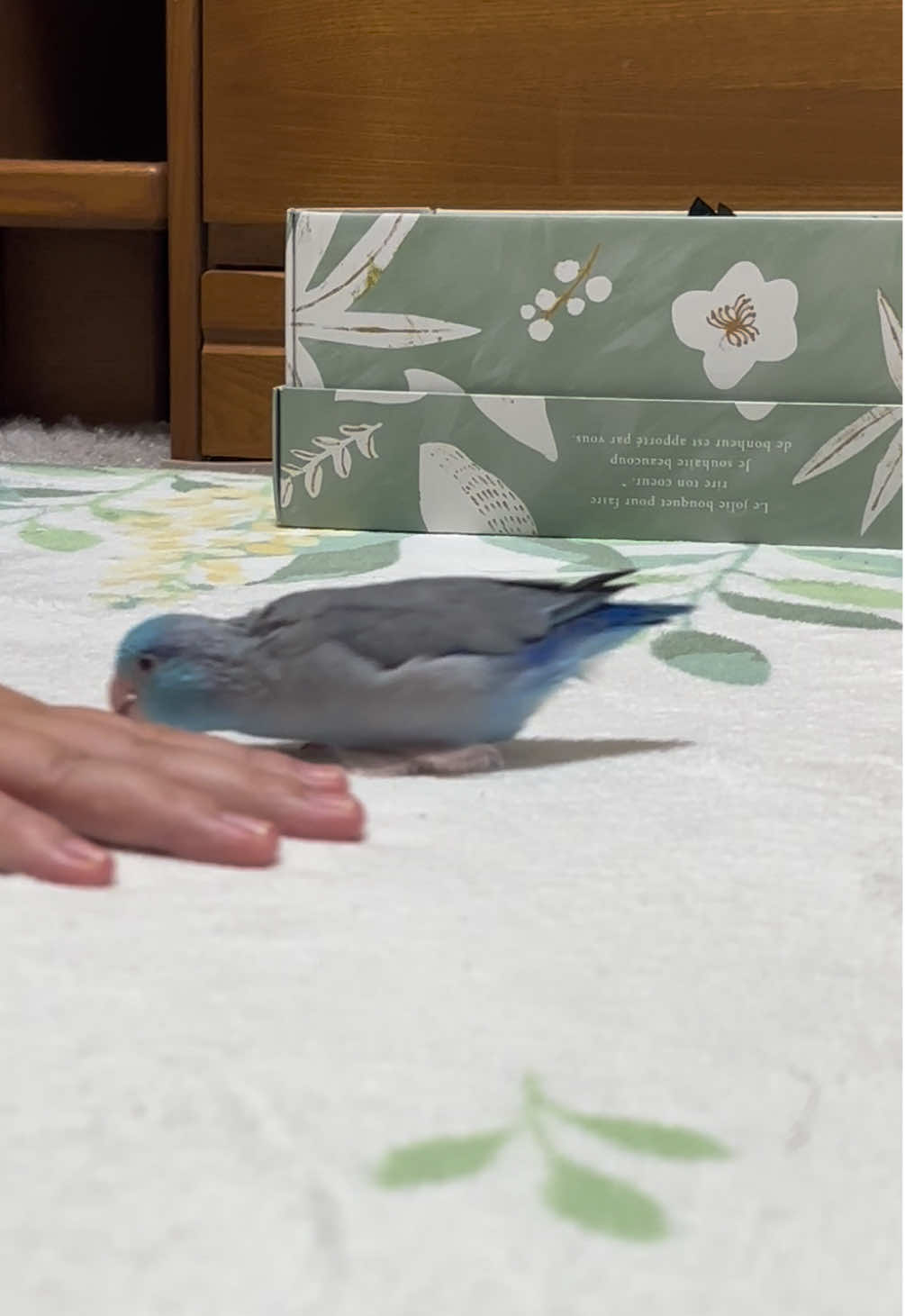 @マメルリハの葵【あおい】