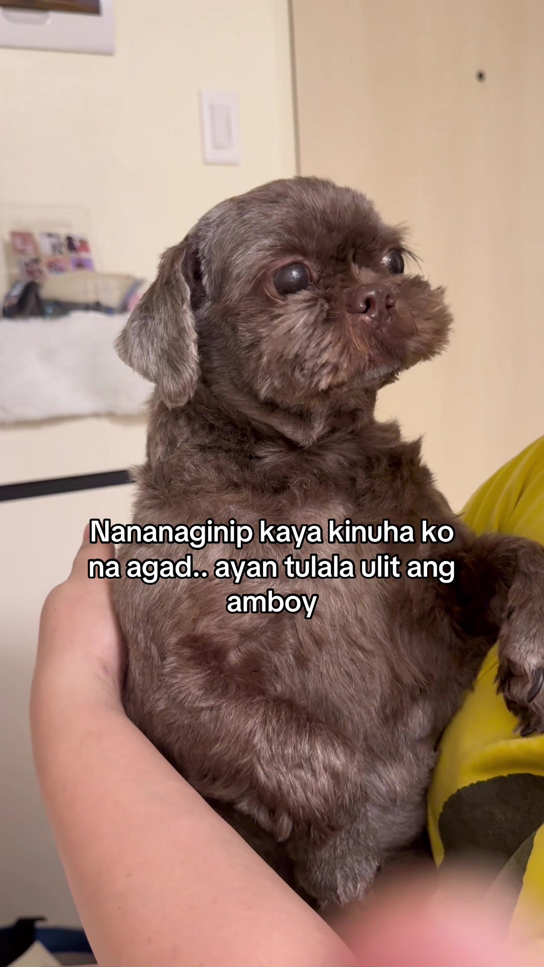 @Nella and Lucky the Shih🐶