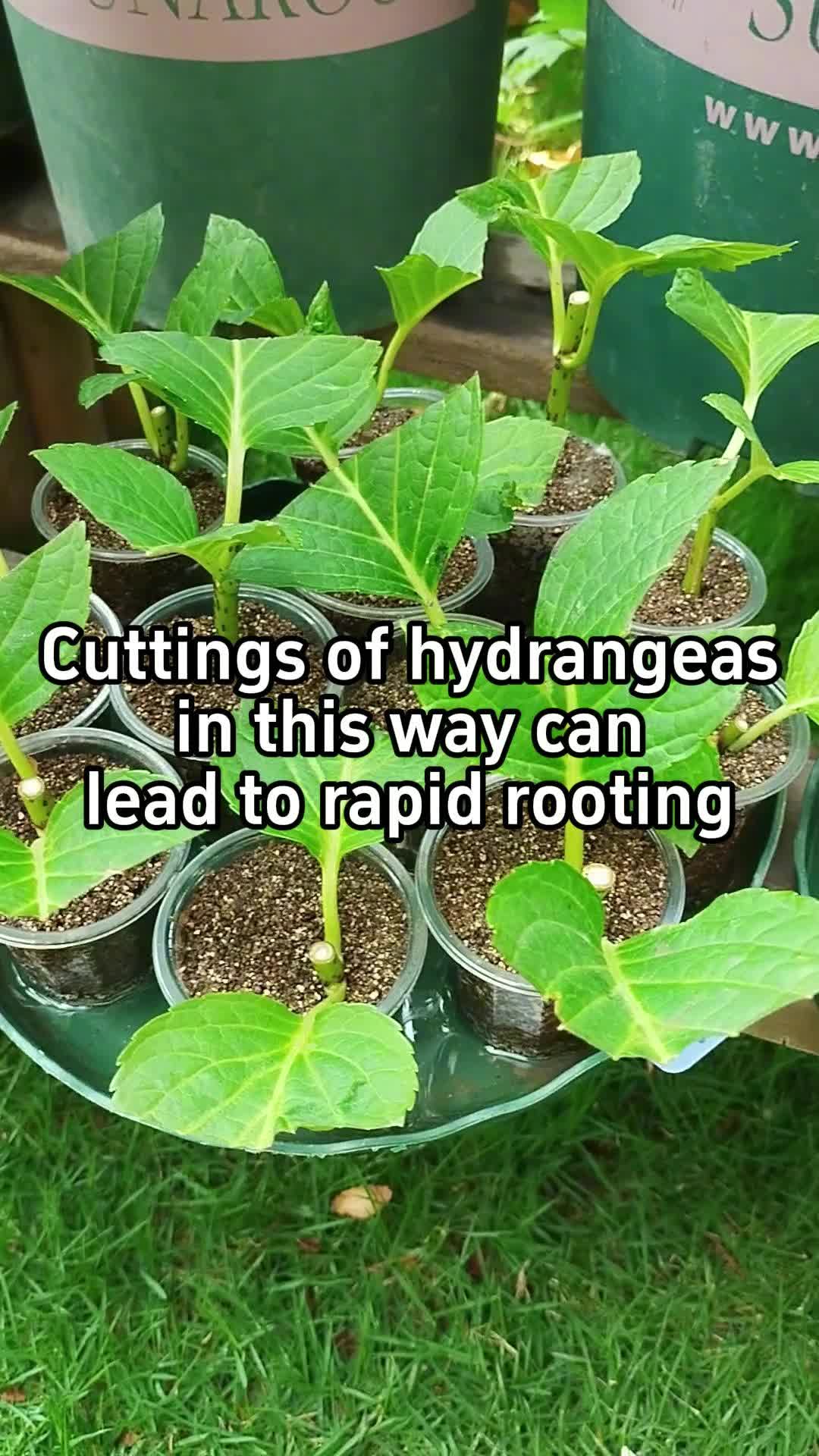 @BotanicKing