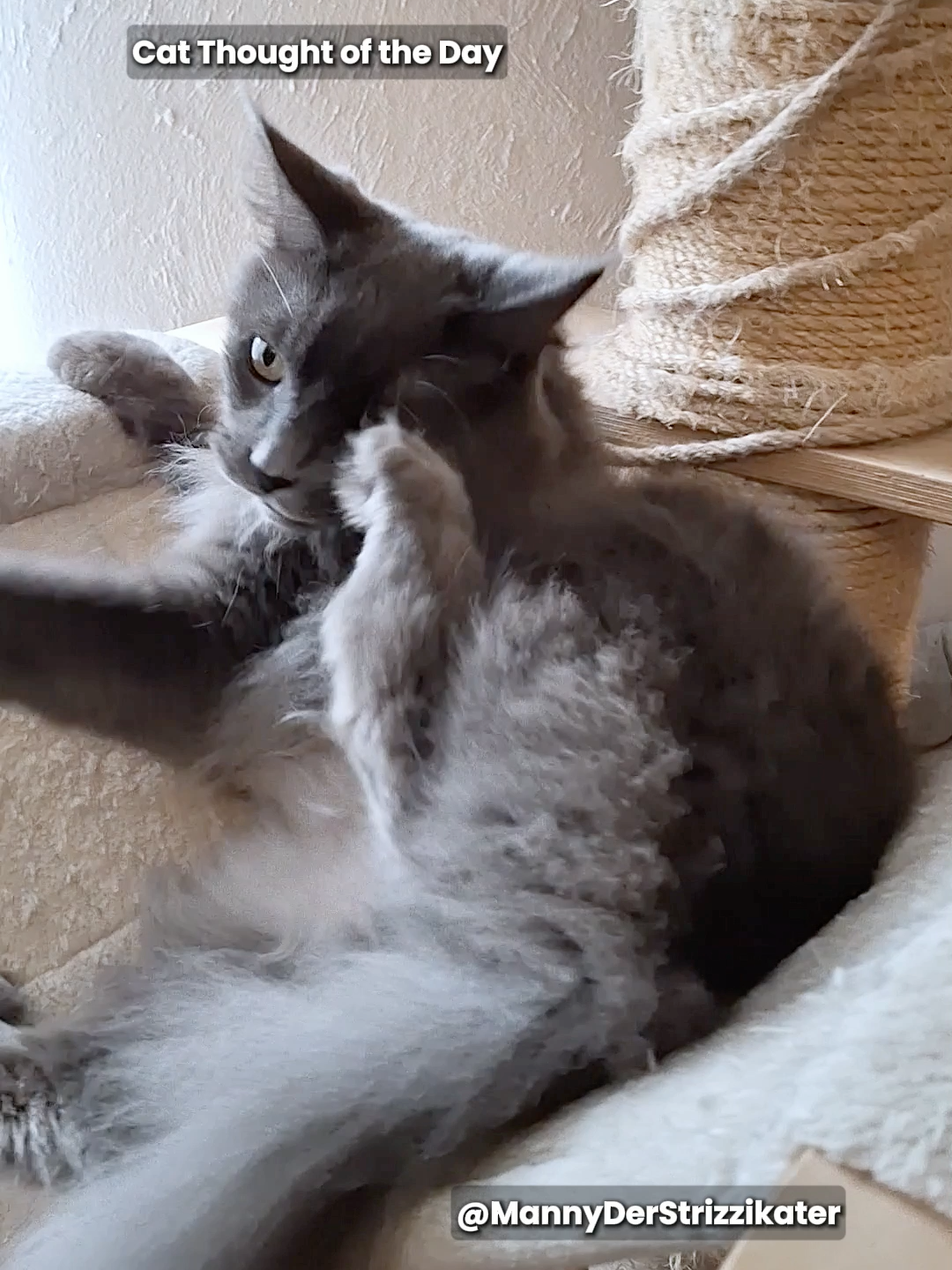 @Manny der Strizzikater