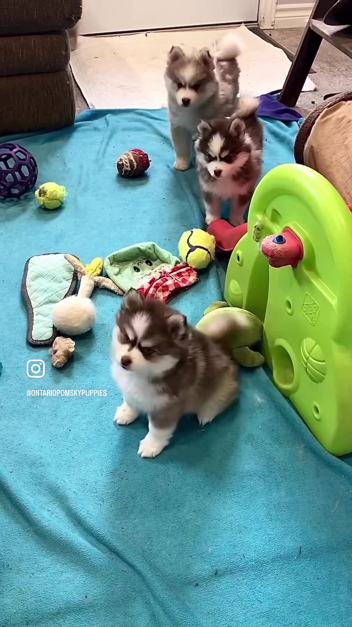 @Ontario Pomsky Puppies