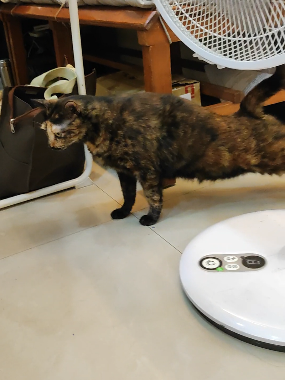 @三貓老爹