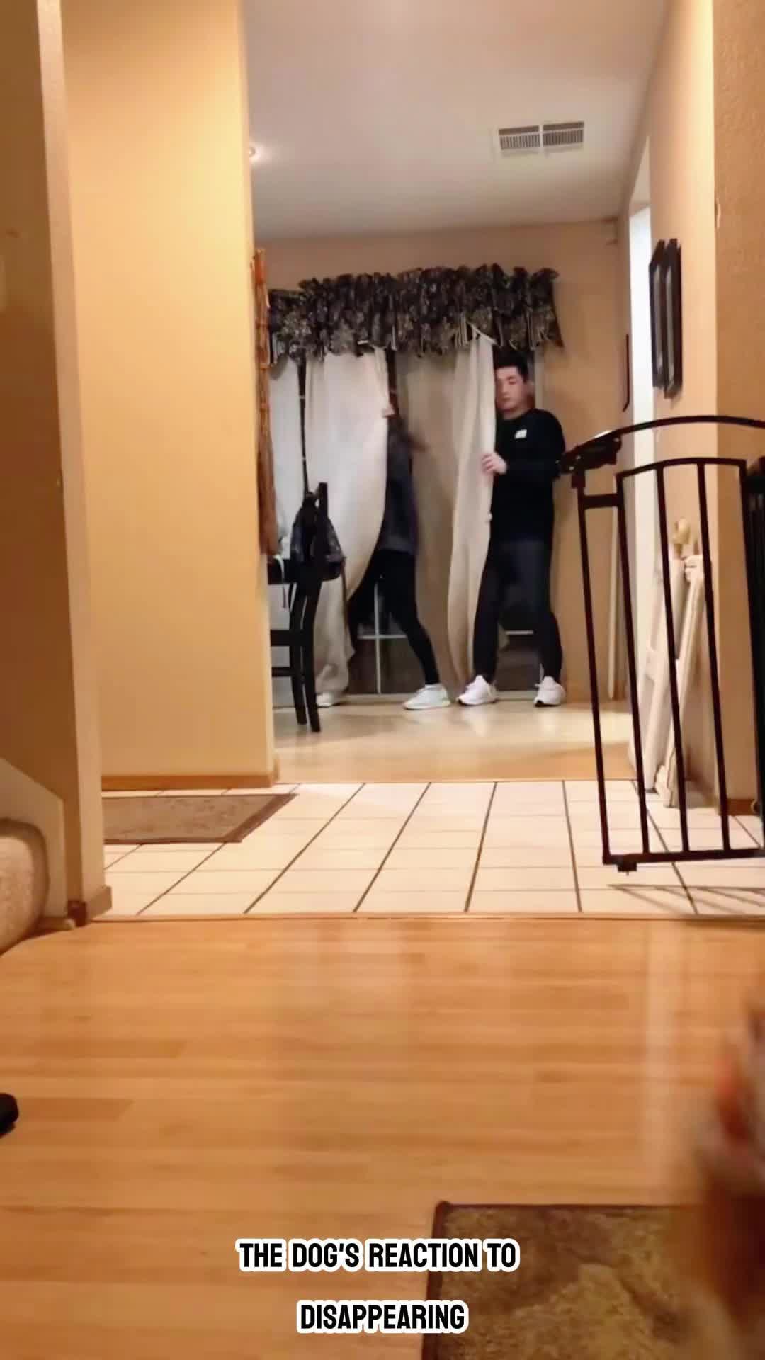 @funnypetsoftiktok2