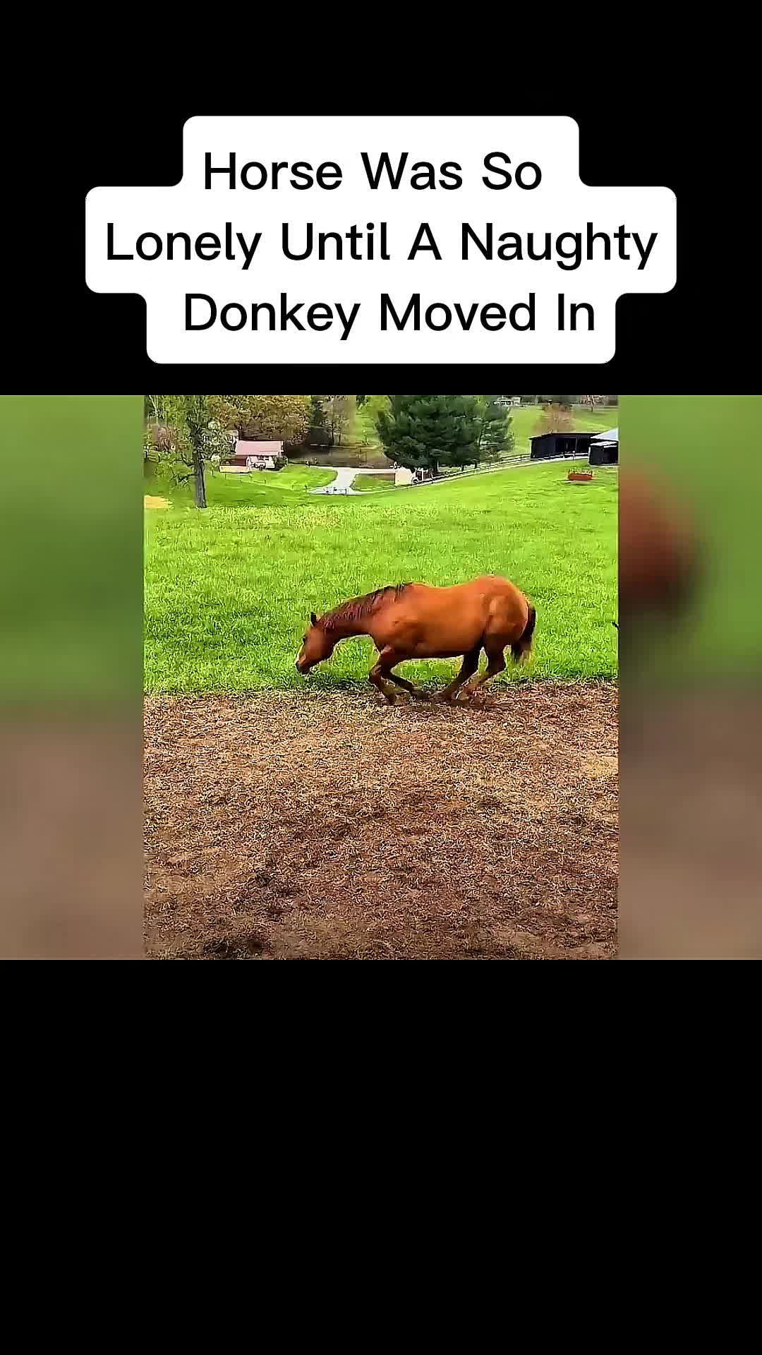 @cddle_buddies_channel