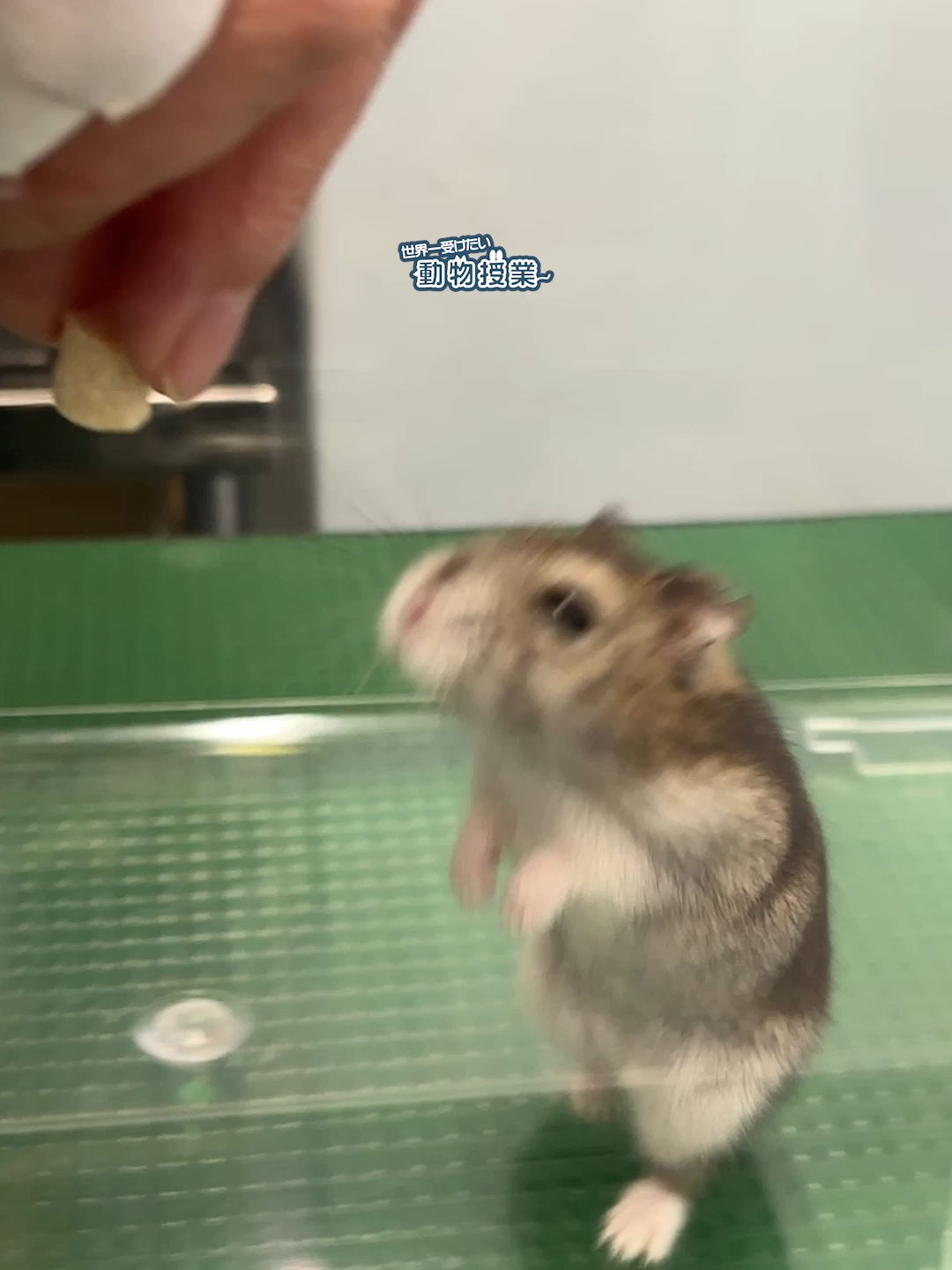 @オダガワ動物病院