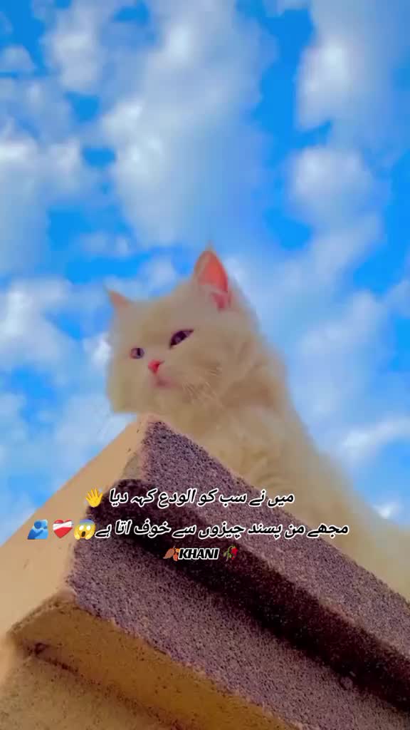 @🍂KHANI 🥀
