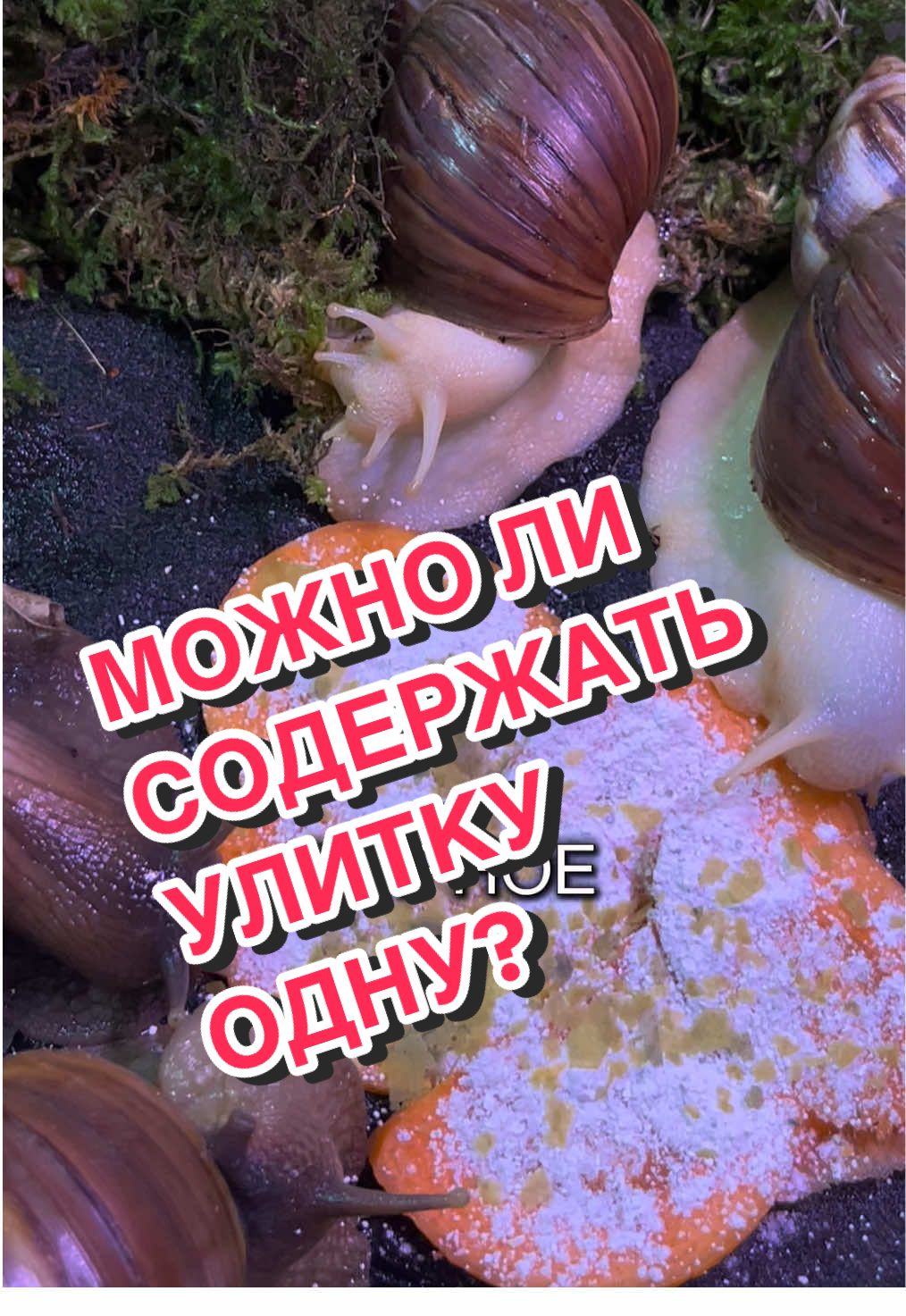 @🦎❤️Геля и питомцы❤️🦎
